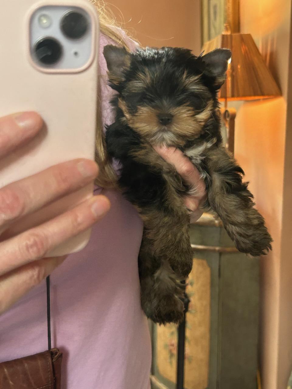 Bear (Male) - Adopted