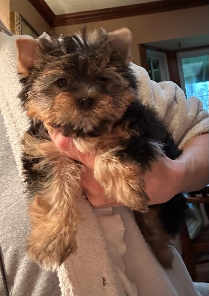 Baby Girl - Available