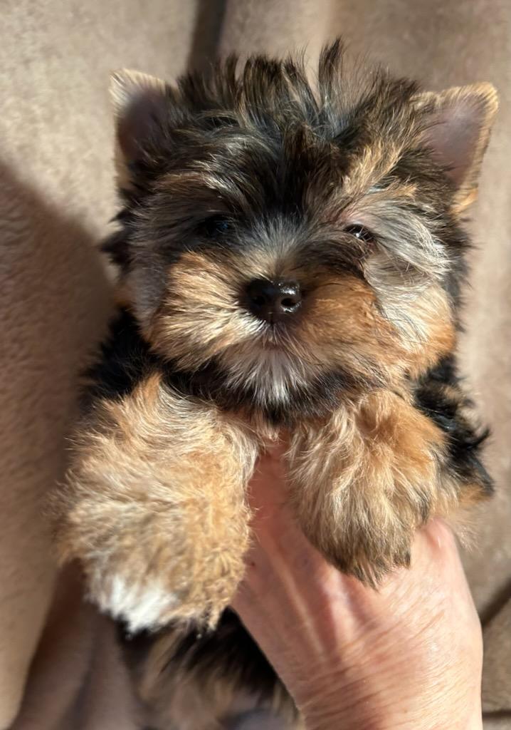 Baby Girl - Available