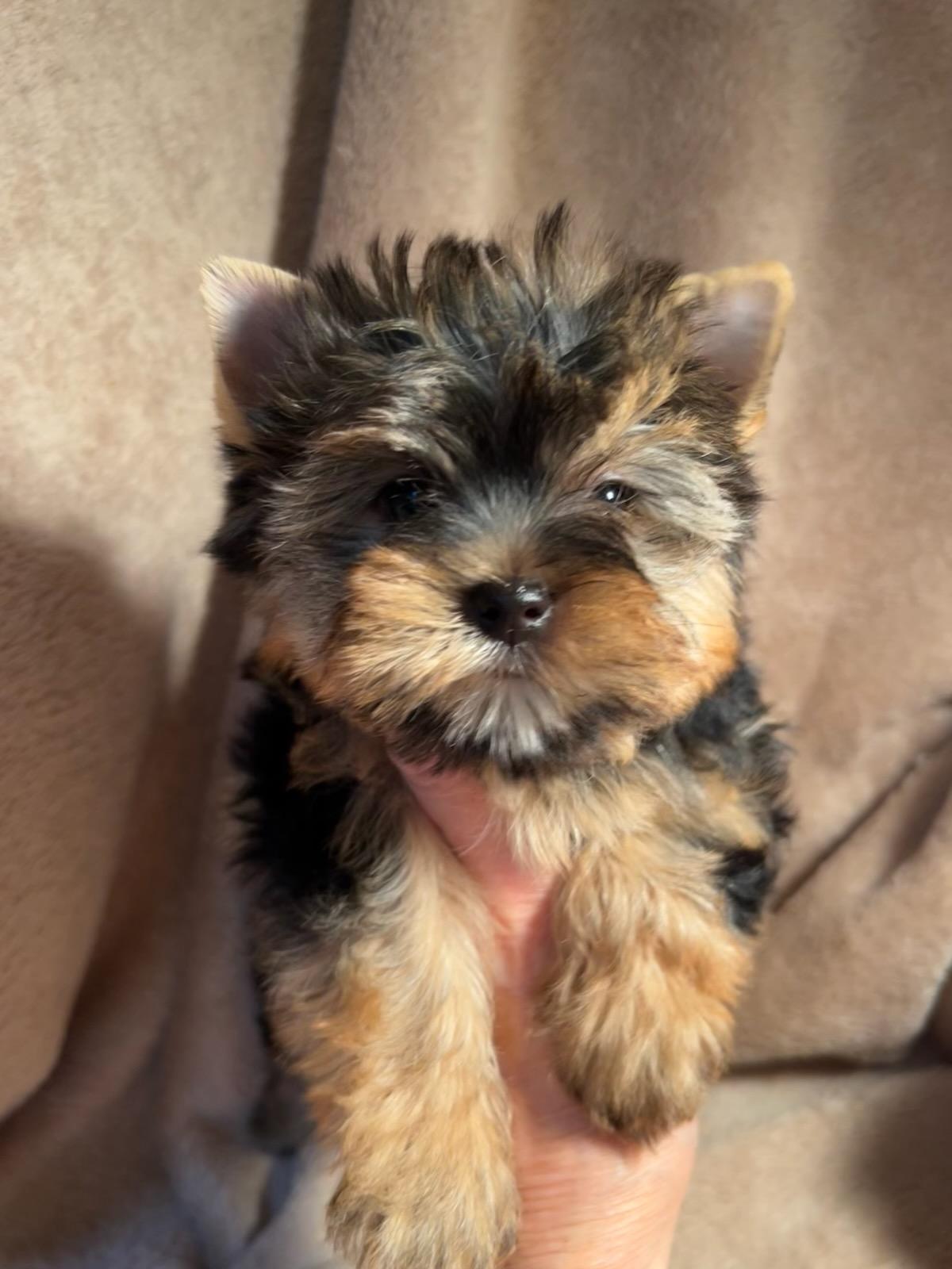 Baby Girl - Available