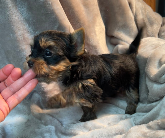 Boby - Available