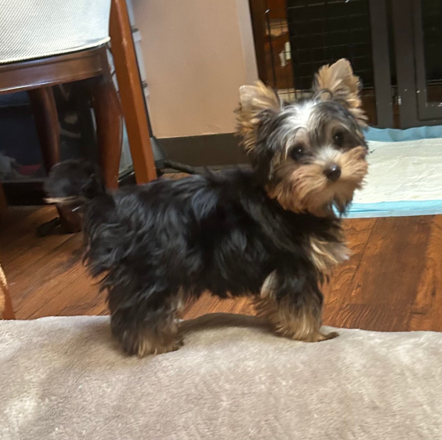 Tinker Bell - Adopted