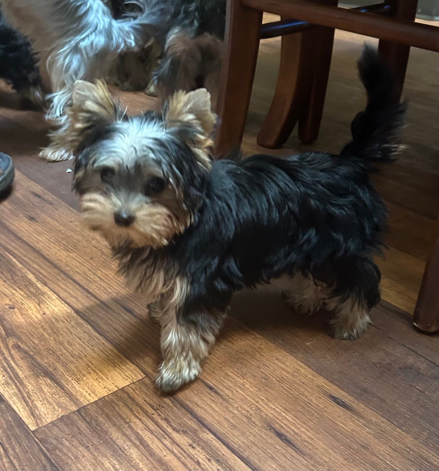 Tinker Bell - Adopted