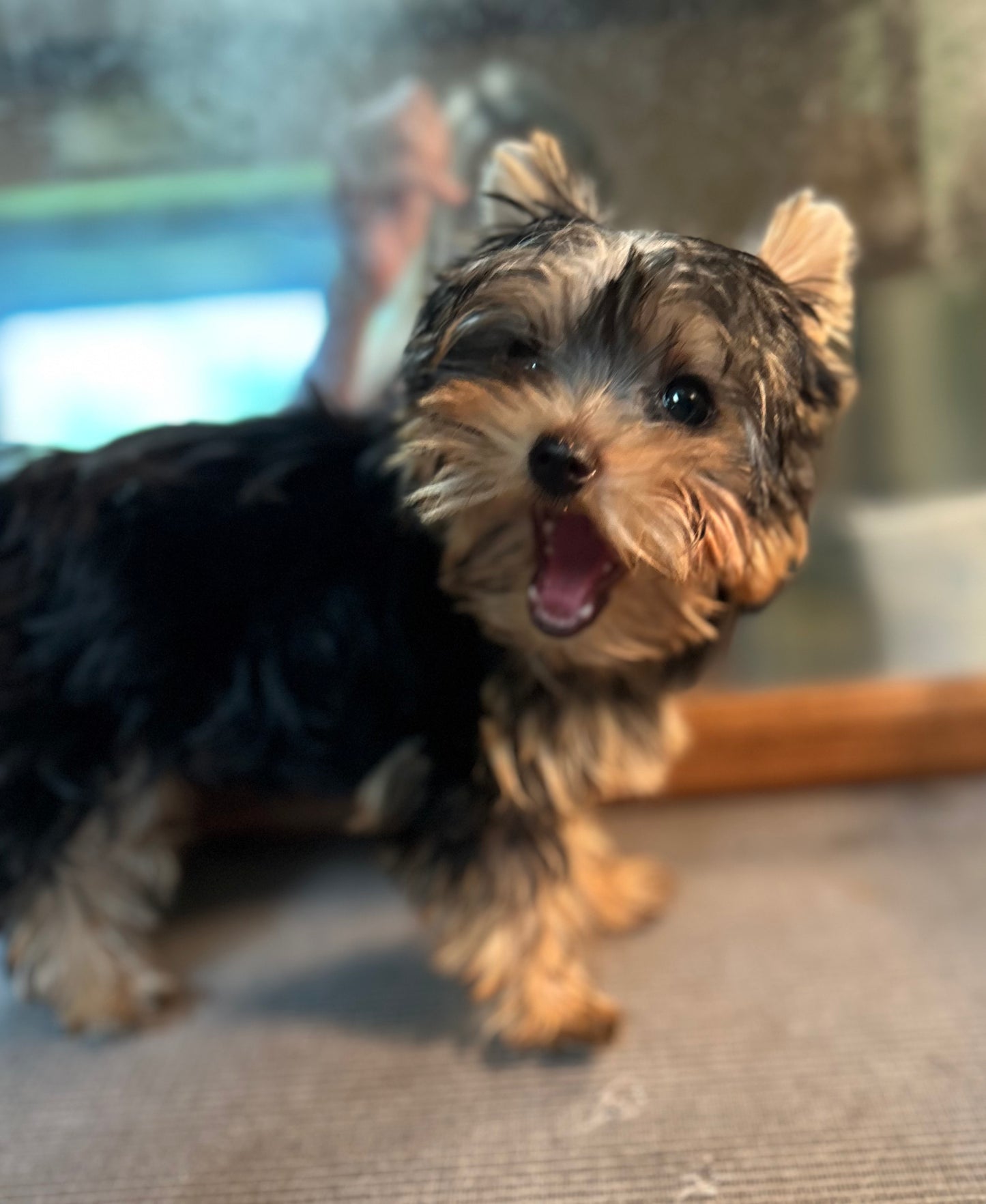 Tinker Bell - Adopted