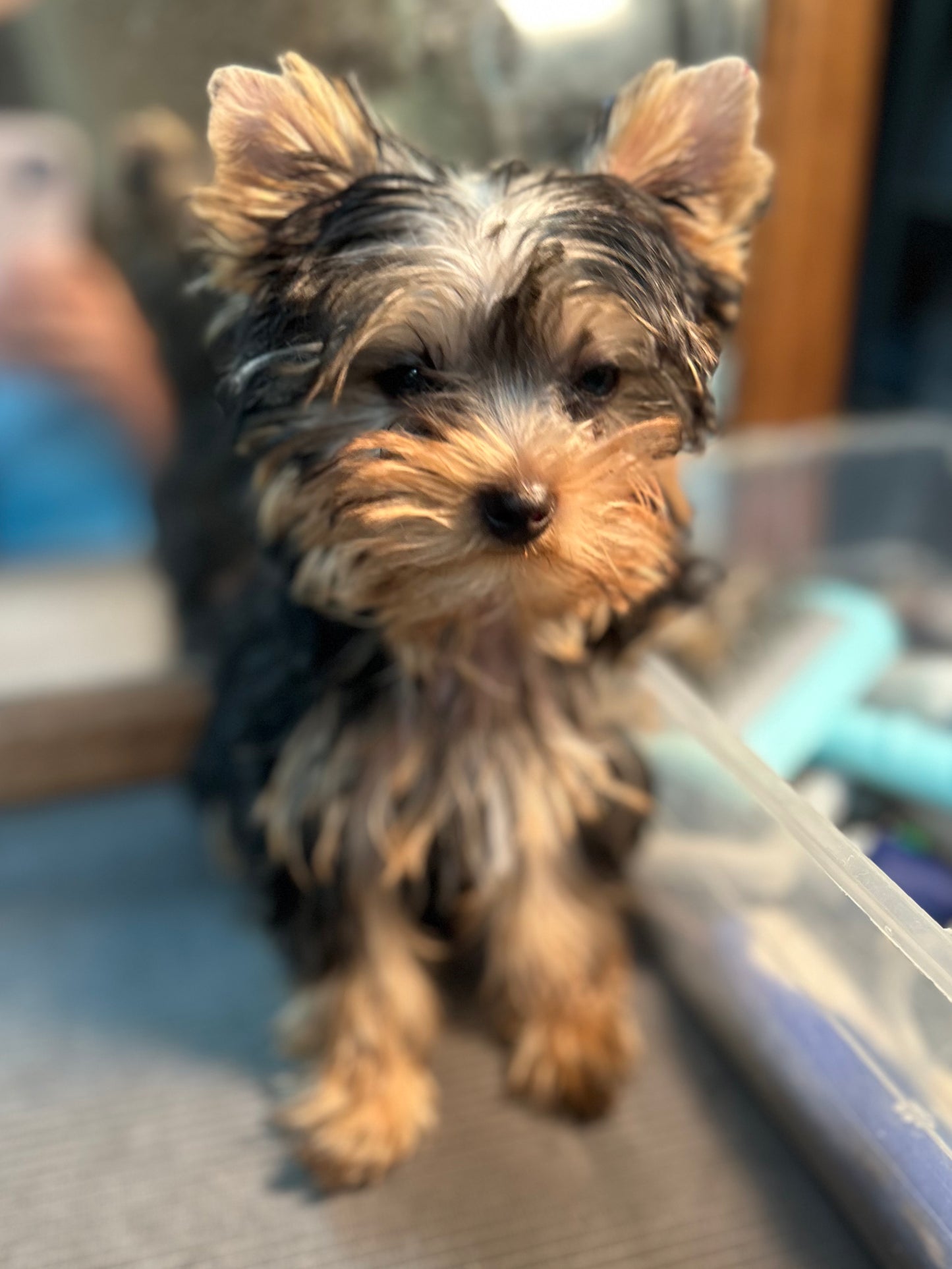 Tinker Bell - Adopted