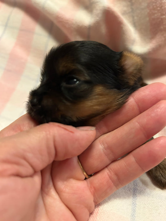 Zoe - Available