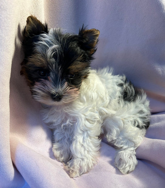 Baby Lilly - Available