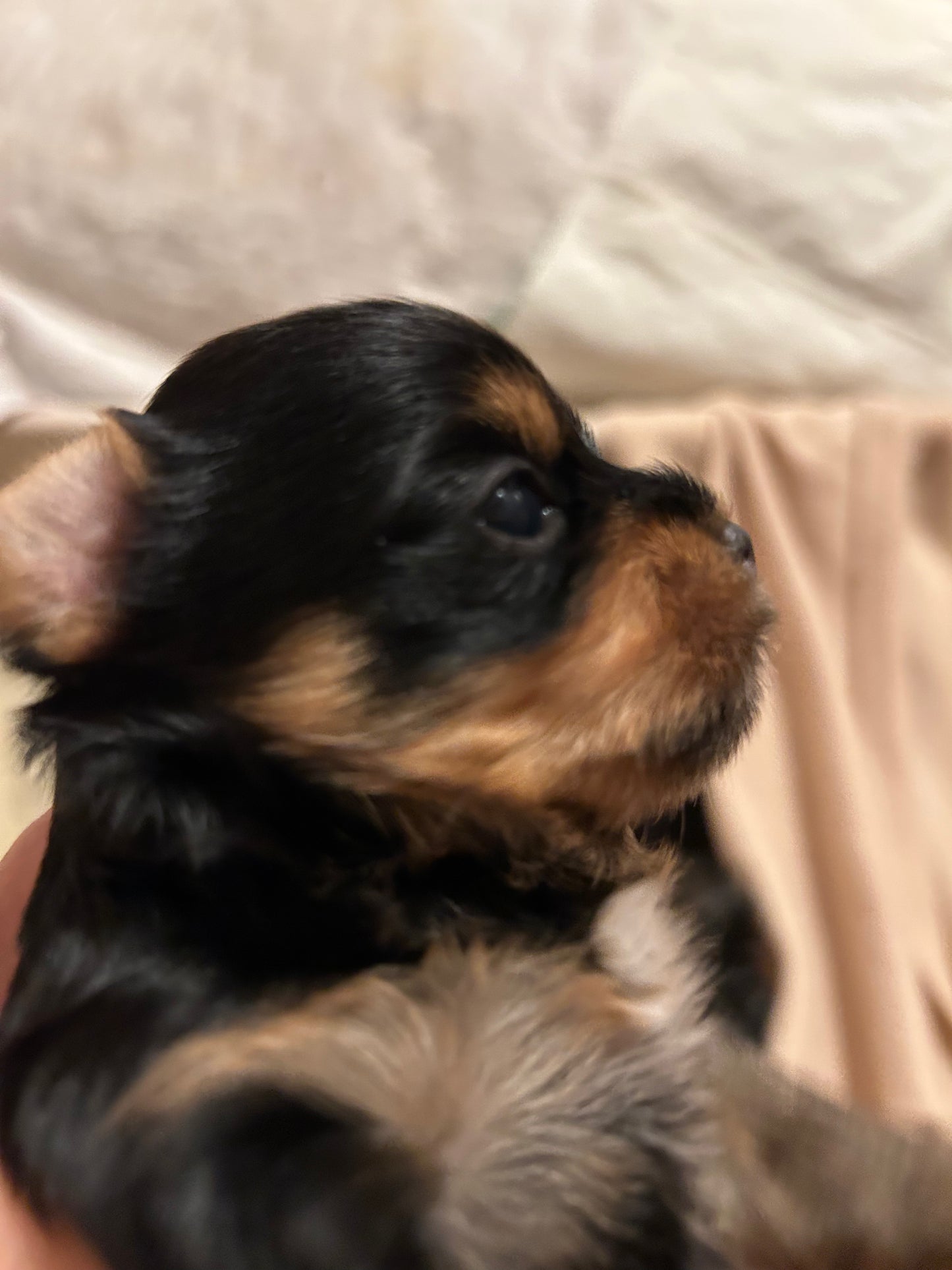 Lil Panda Jr - Adopted