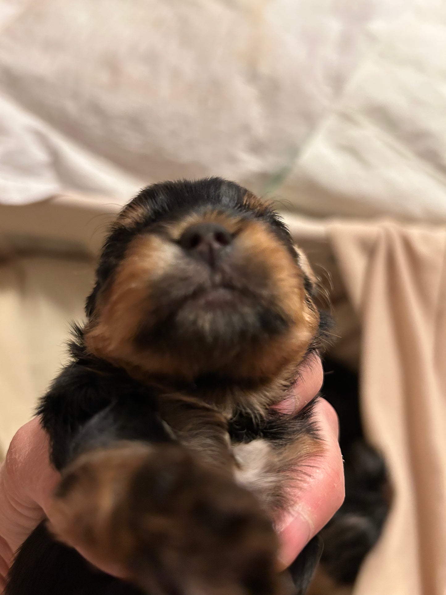 Lil Panda Jr - Adopted