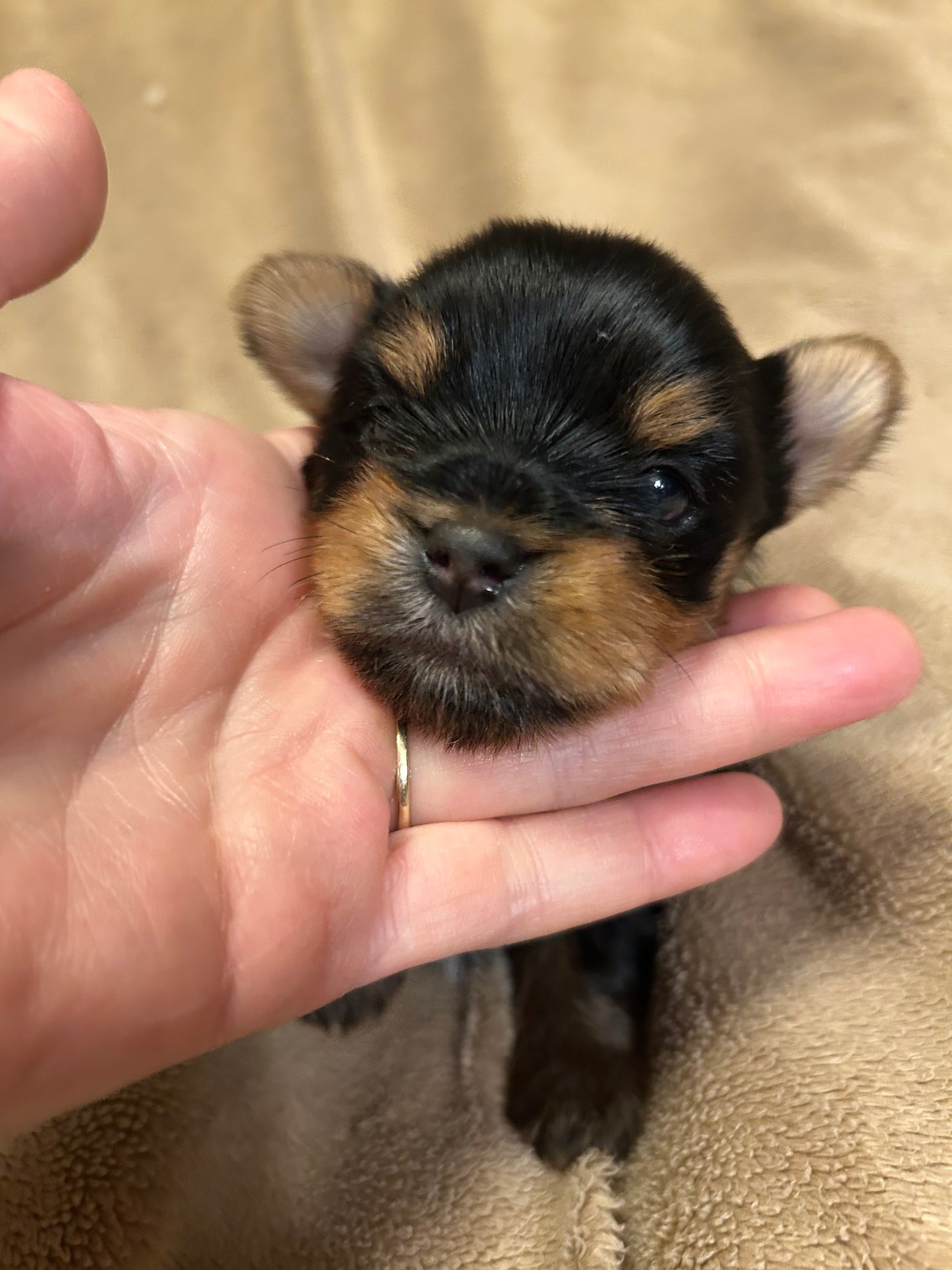 Lil Panda Jr - Adopted