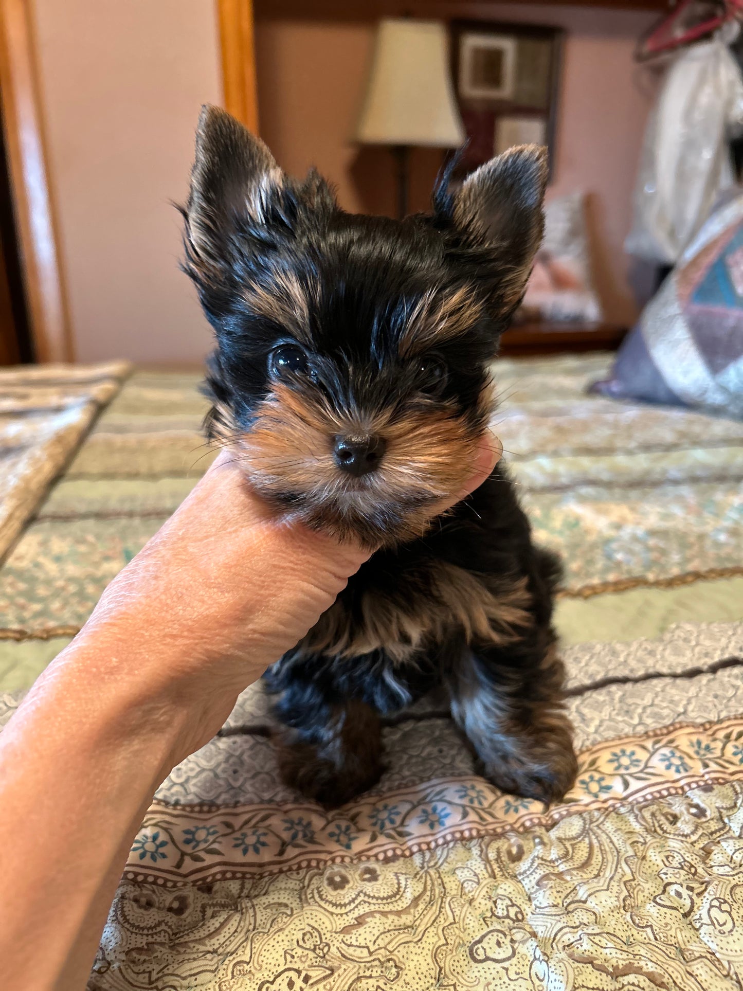 Lil Panda Jr - Available