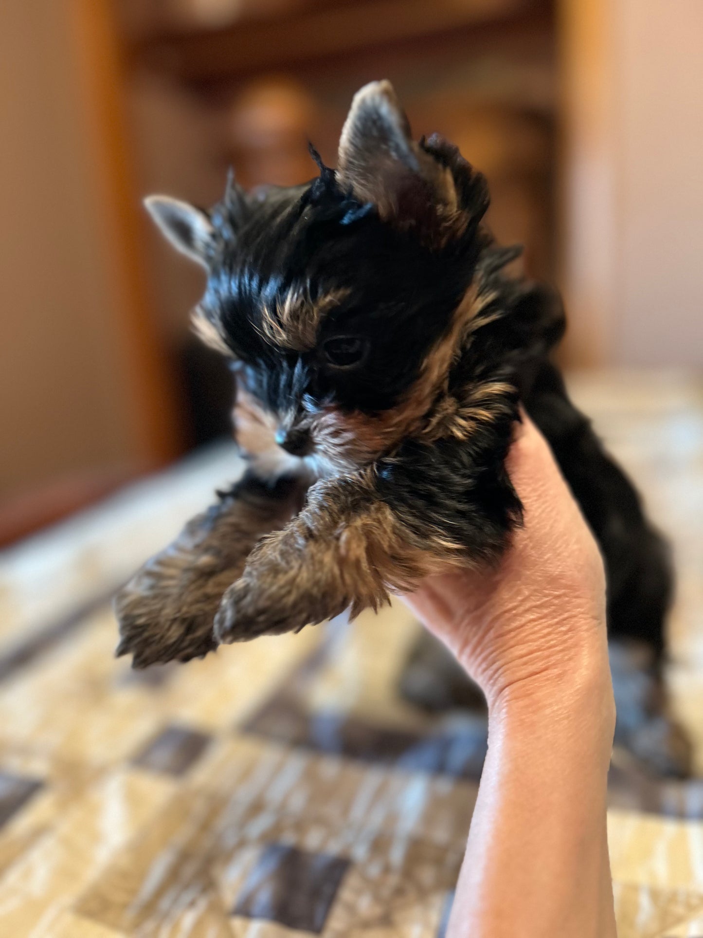 Lil Panda Jr - Available