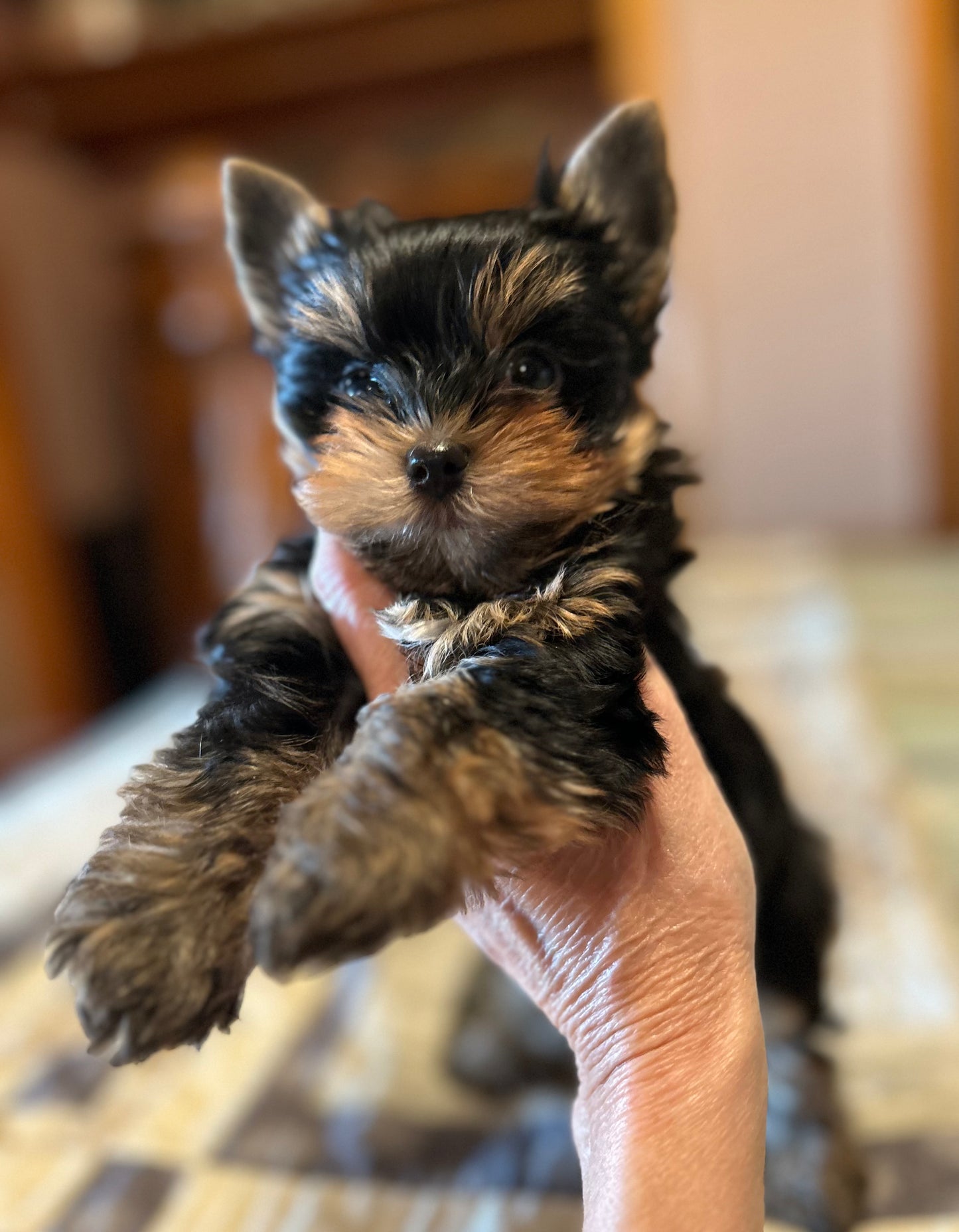 Lil Panda Jr - Available