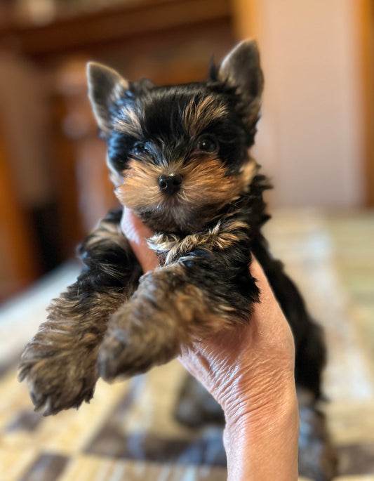 Lil Panda Jr - Available