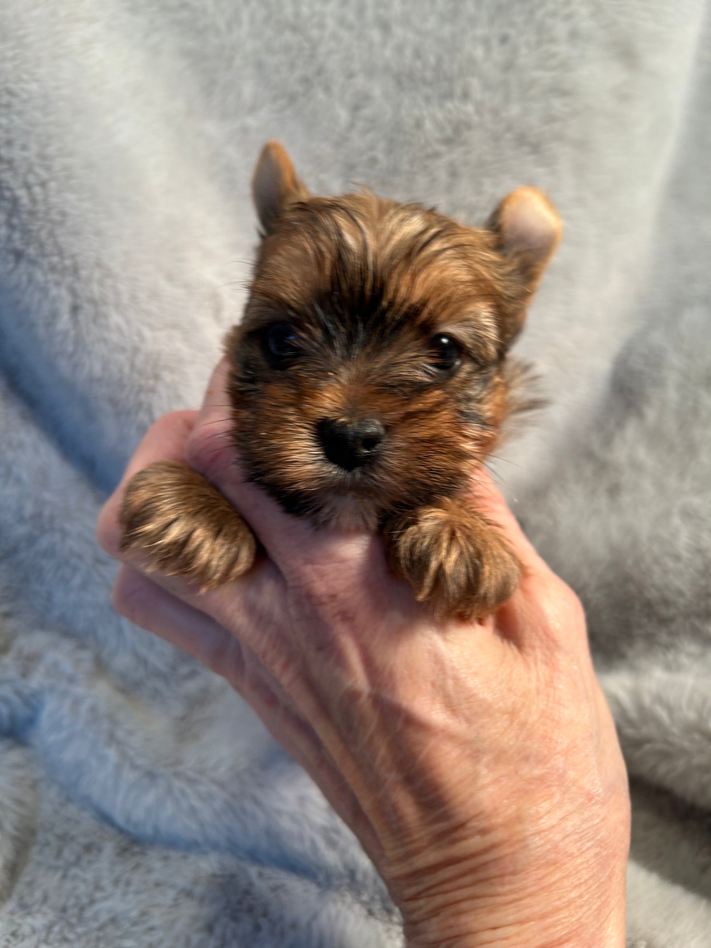 Baby Riley- Available