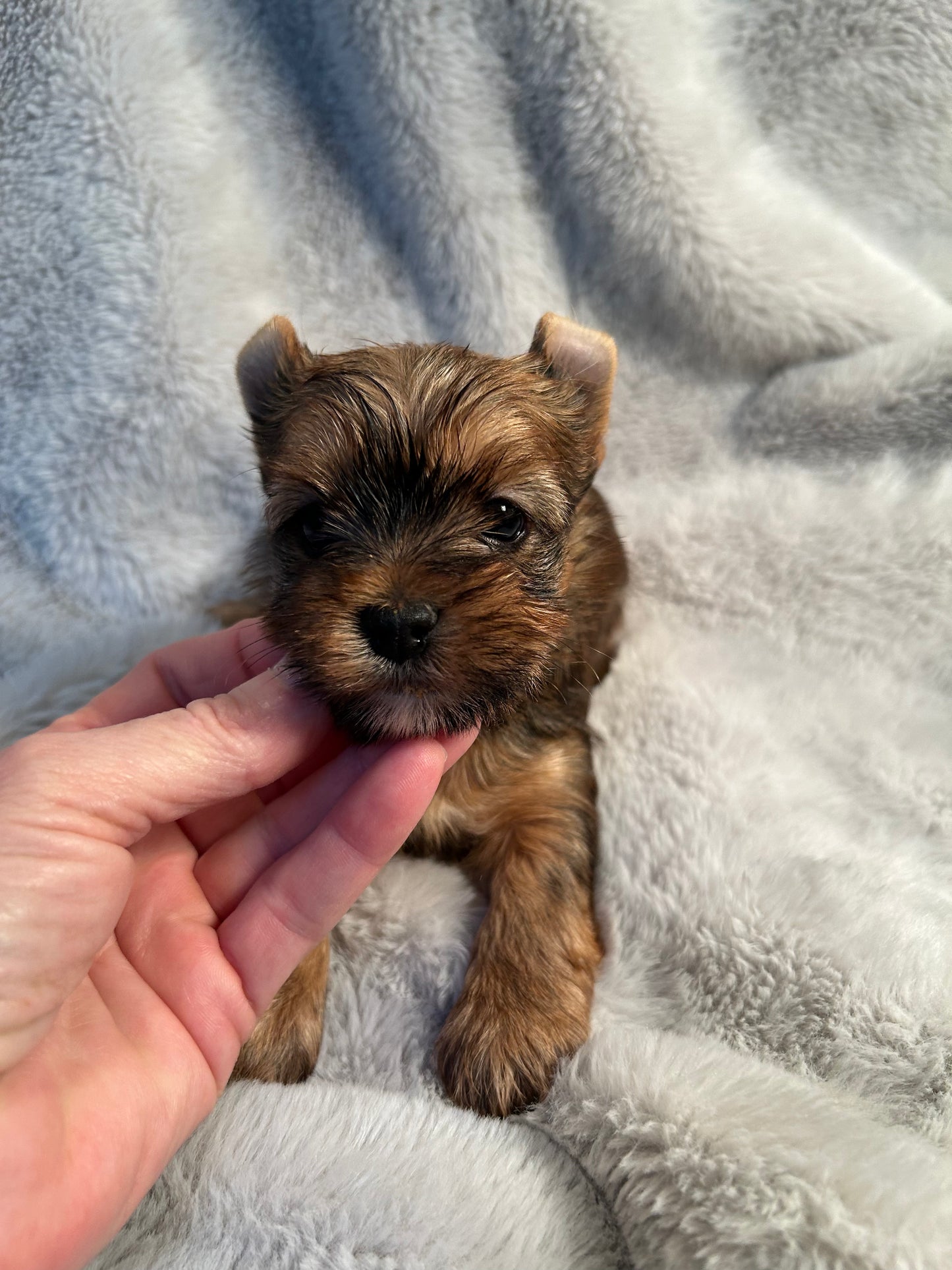 Baby Riley- Available
