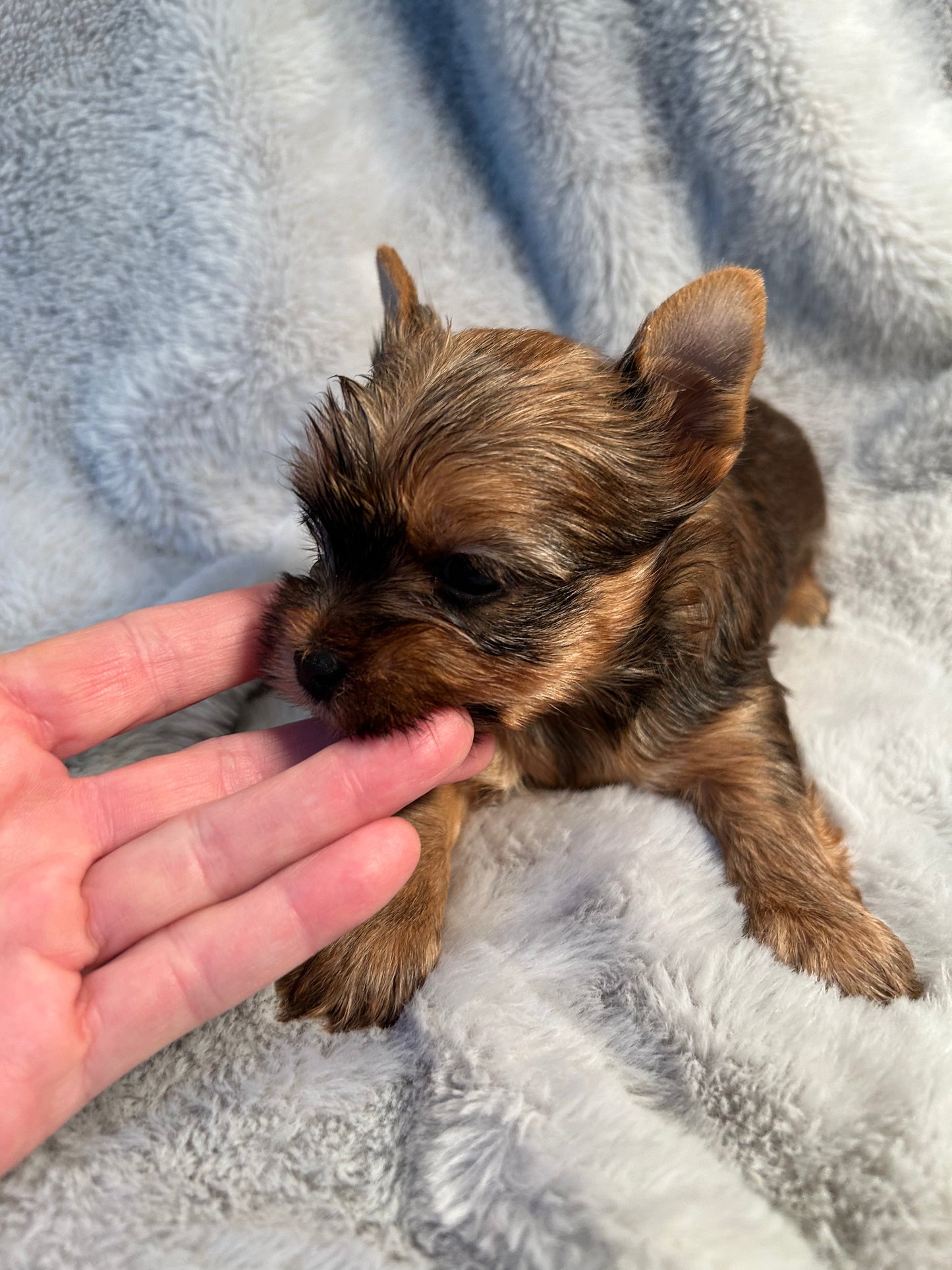 Baby Riley- Available