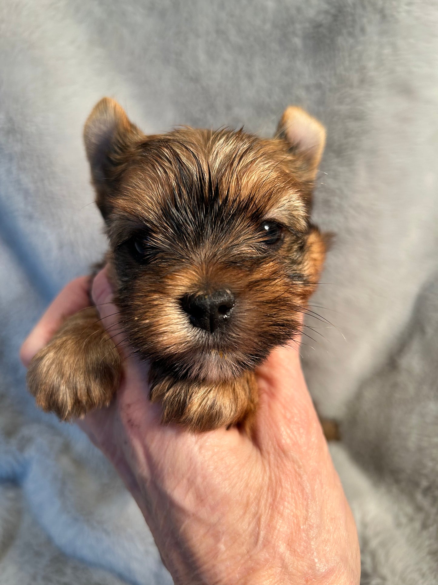 Baby Riley- Available