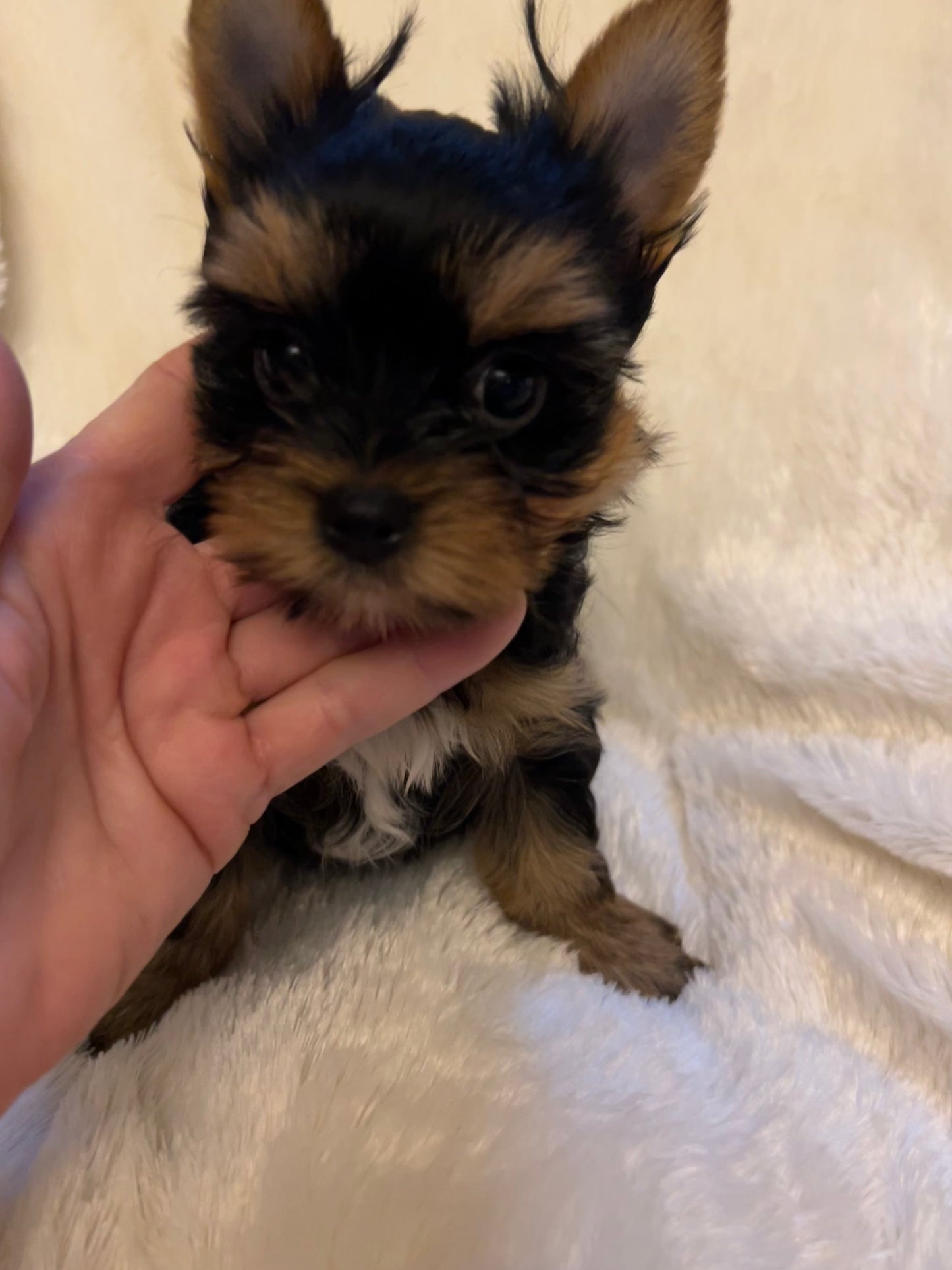 Filpper (Female) - Available