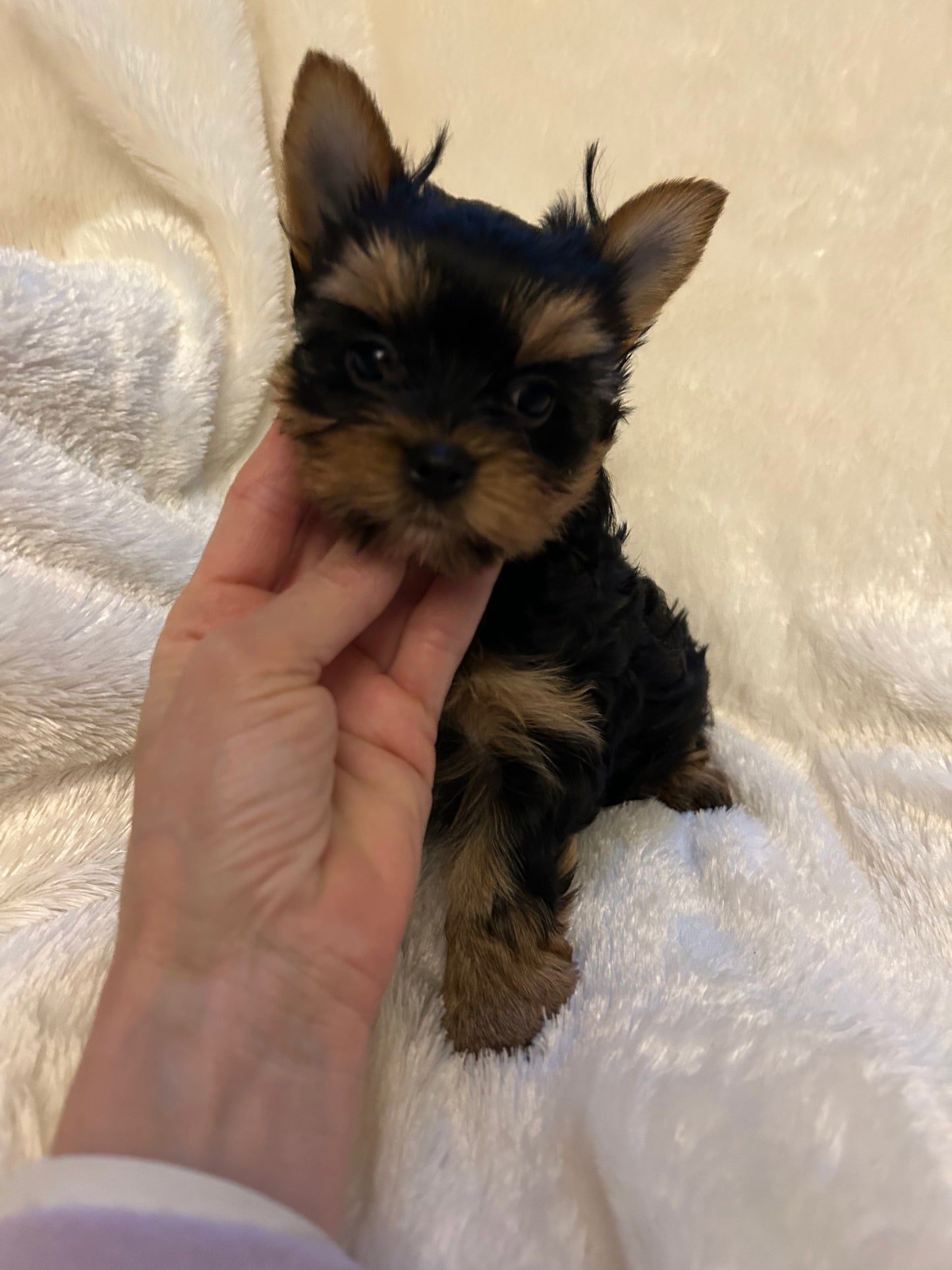 Filpper (Female) - Available