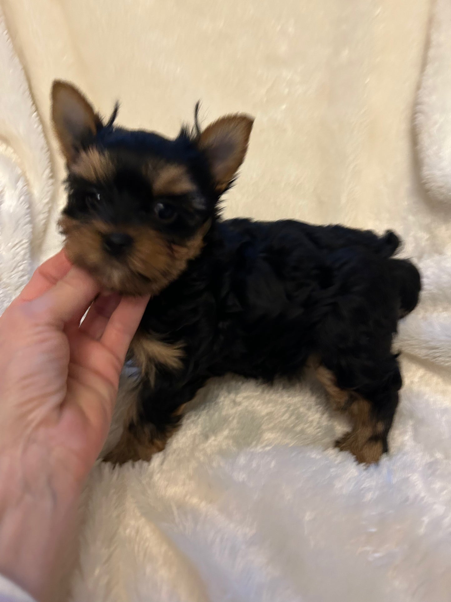 Filpper (Female) - Available