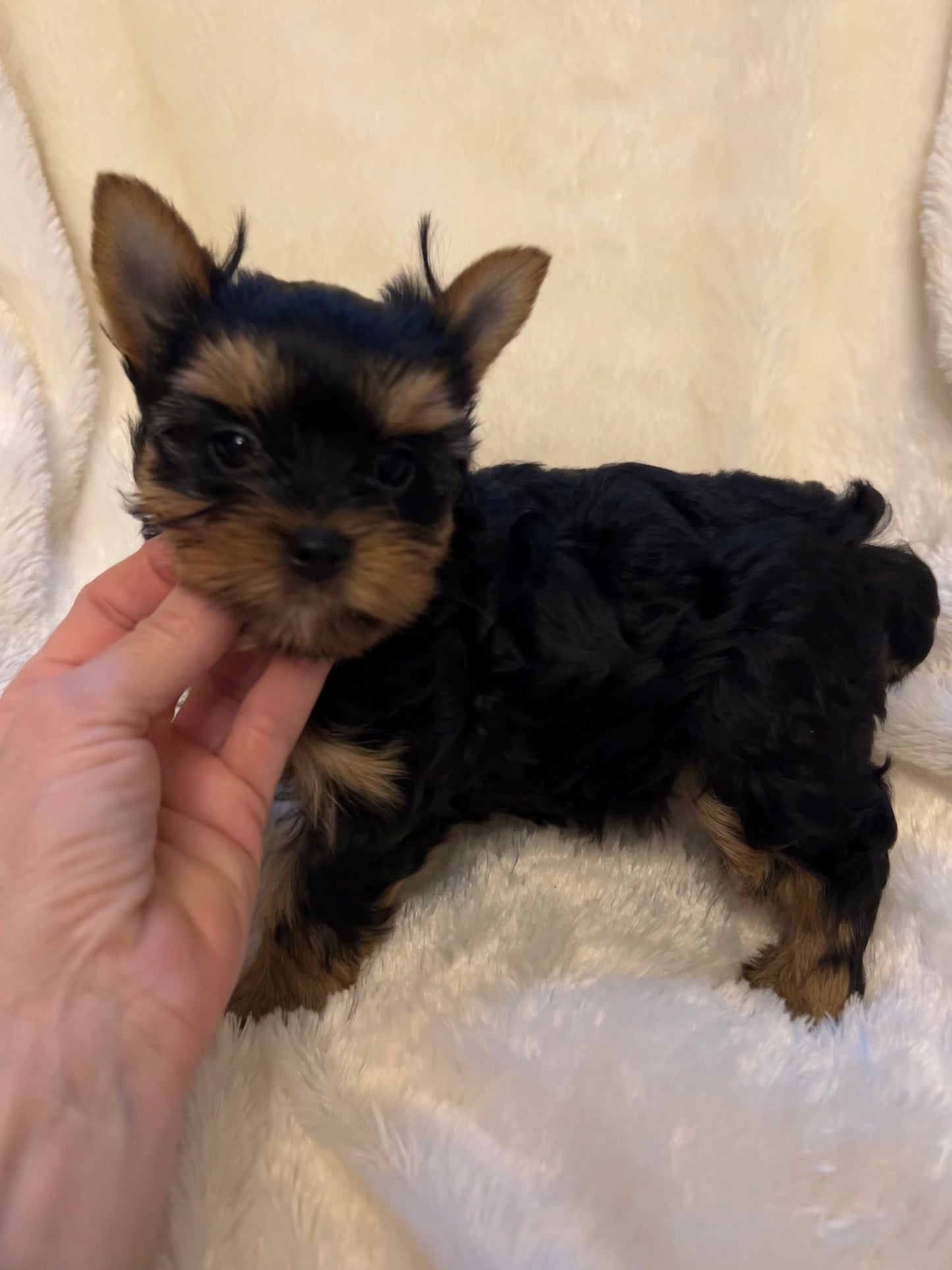 Filpper (Female) - Available