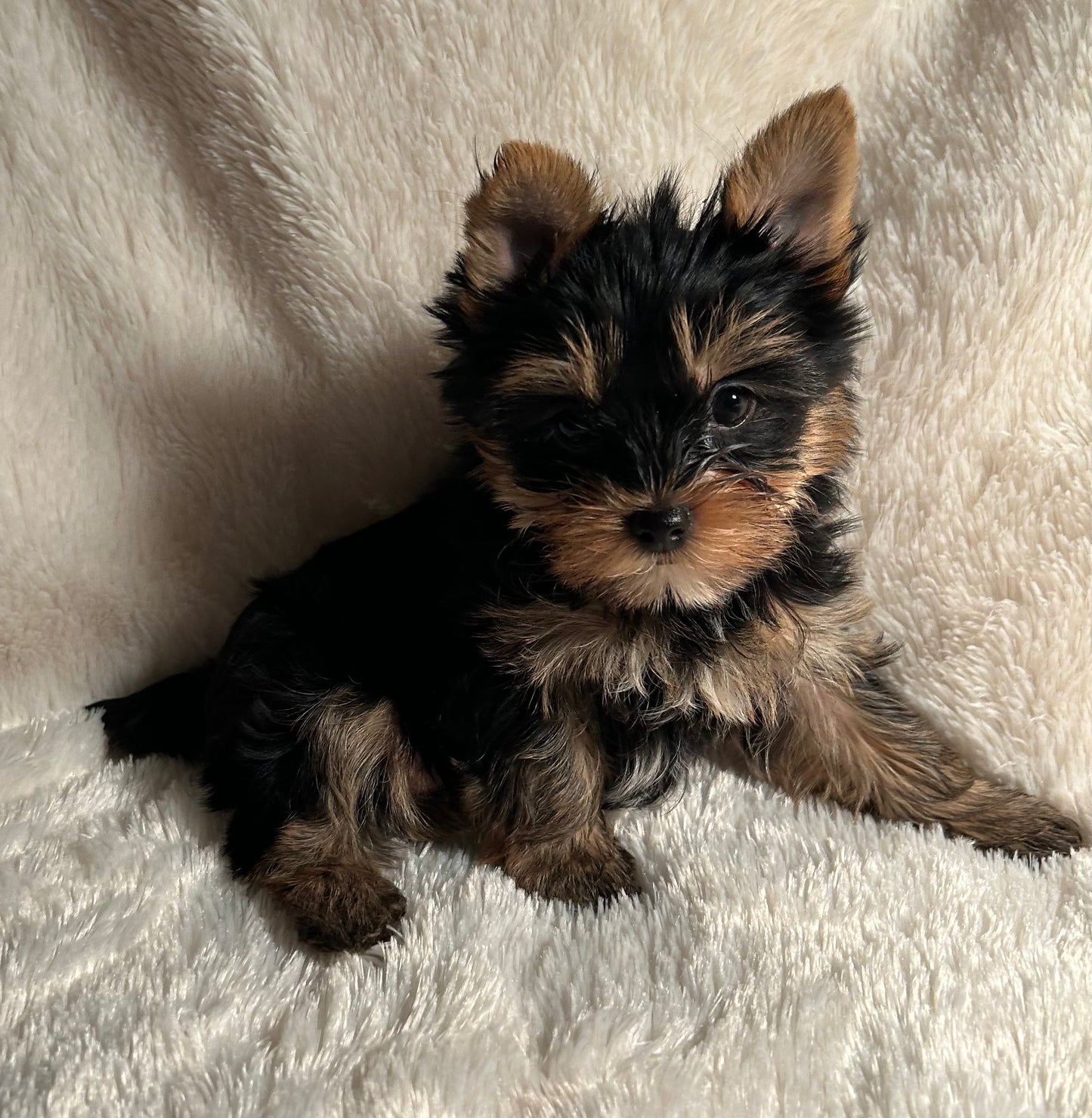 Filpper (Female) - Available