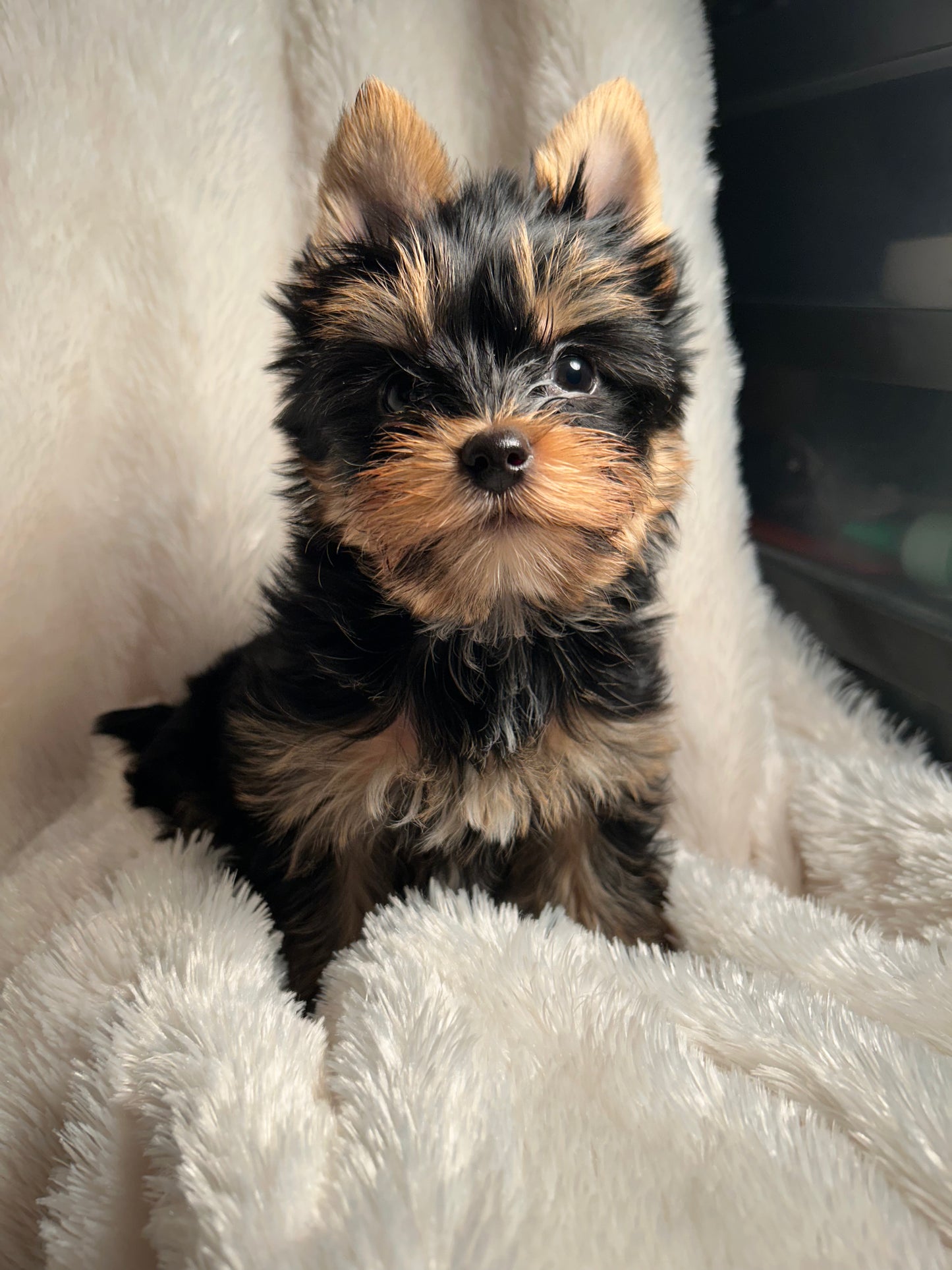 Filpper (Female) - Available