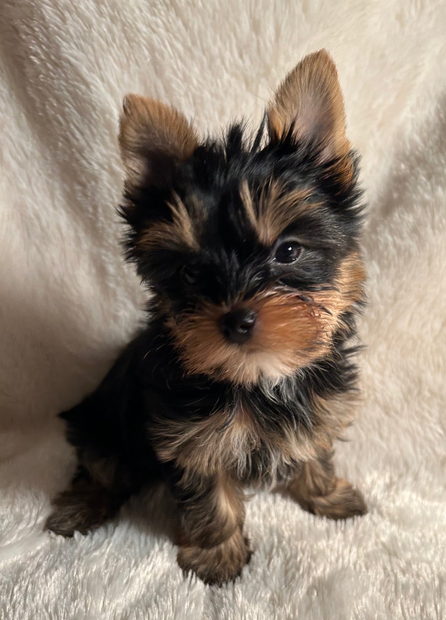 Filpper (Female) - Available