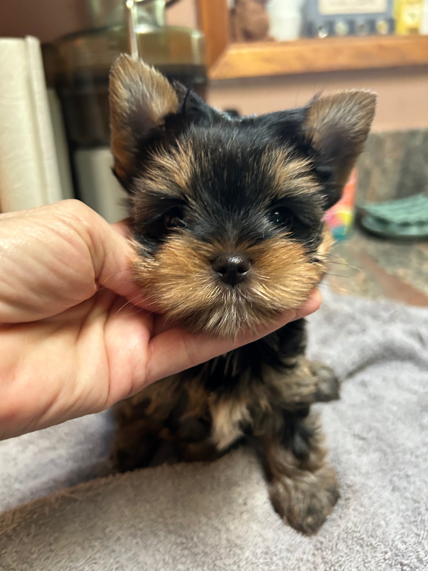 Bear (Male) - Adopted