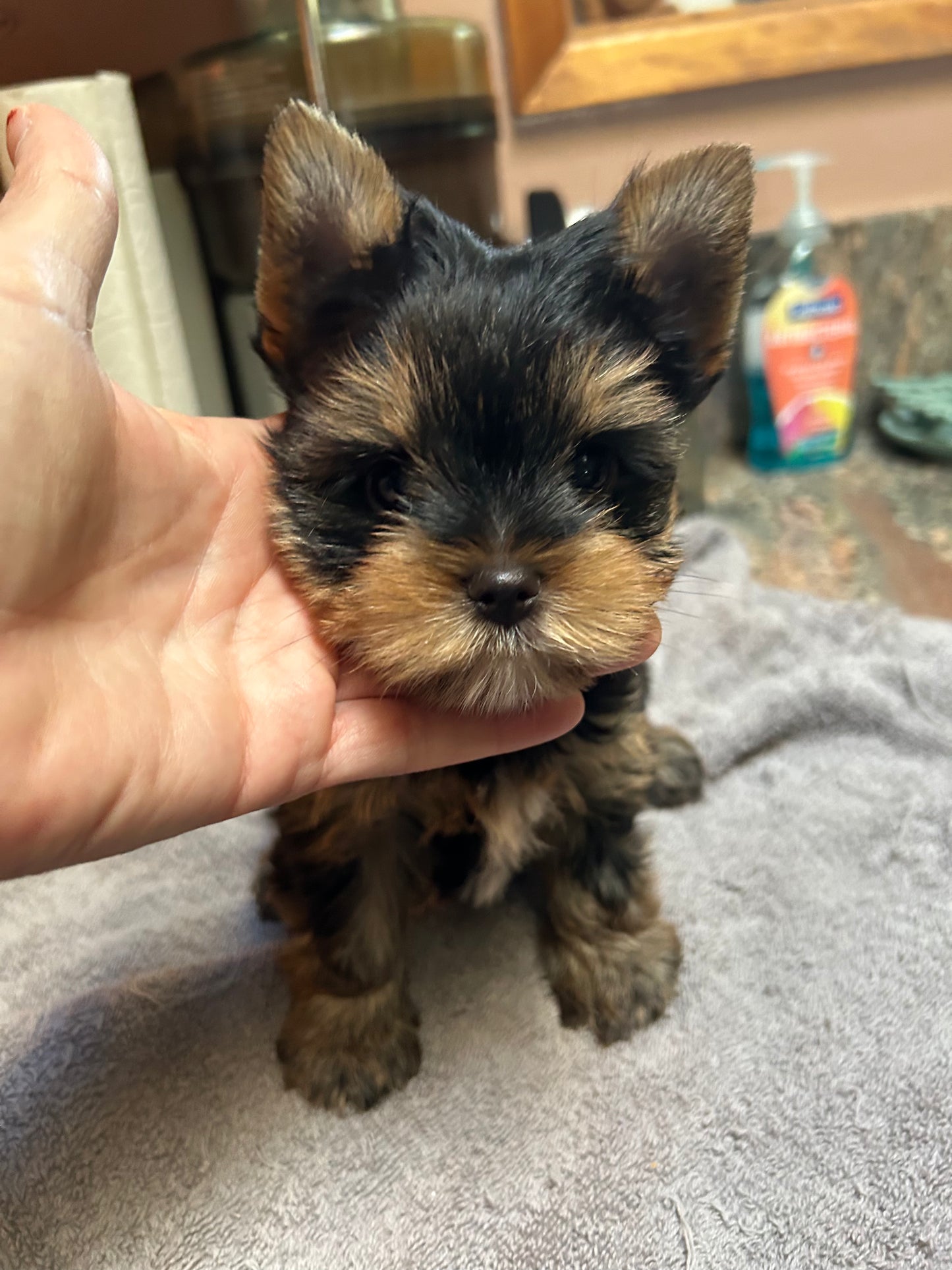 Bear (Male) - Adopted