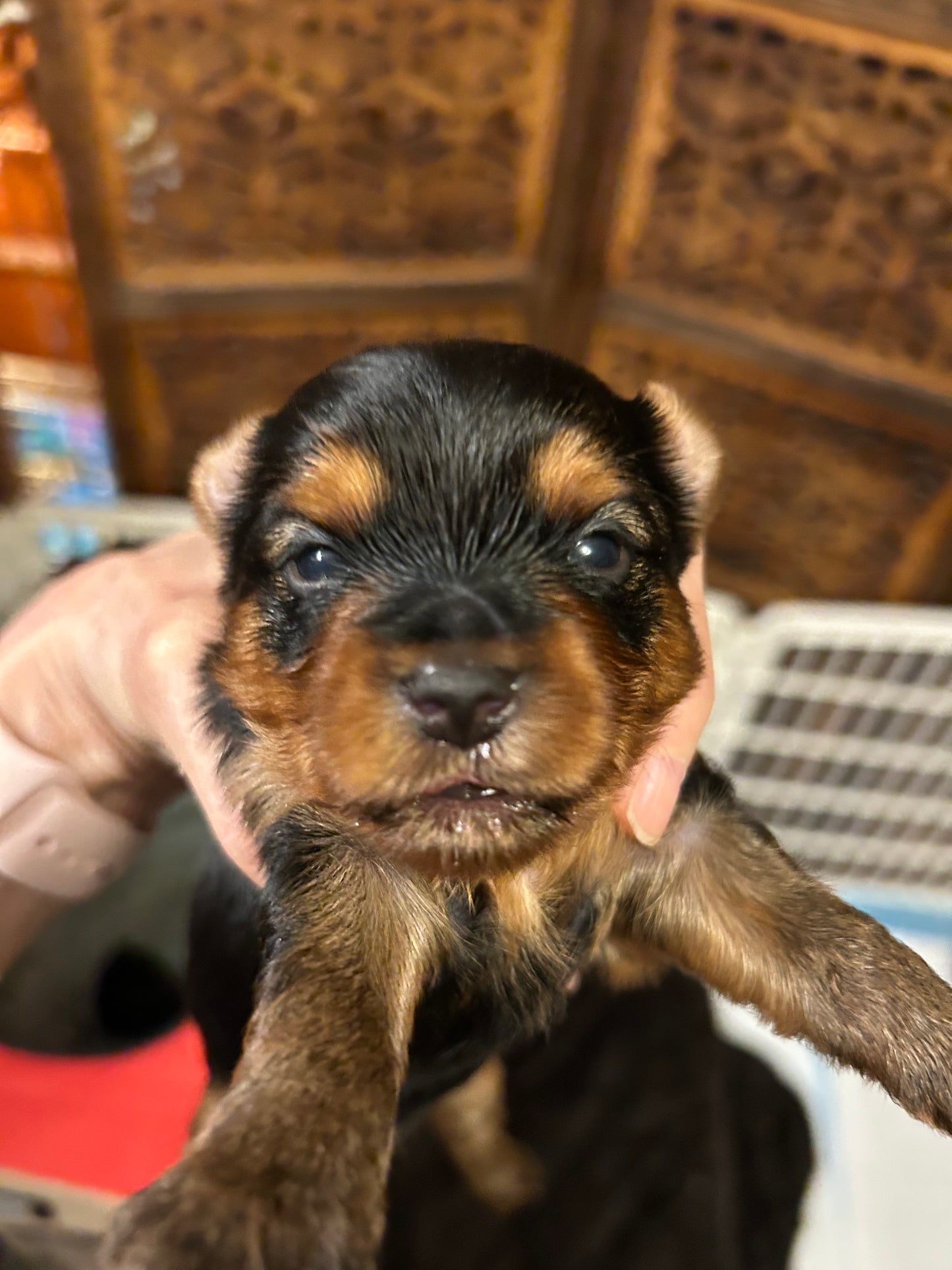 Logan - Adopted