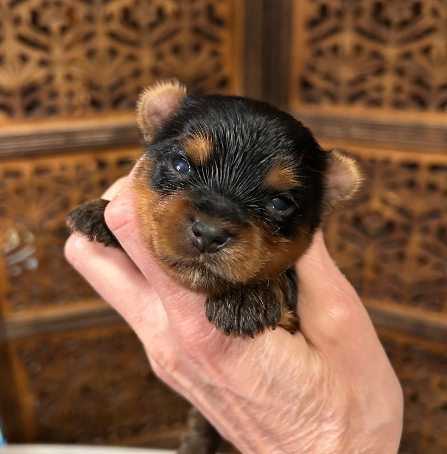 Timmy - Available