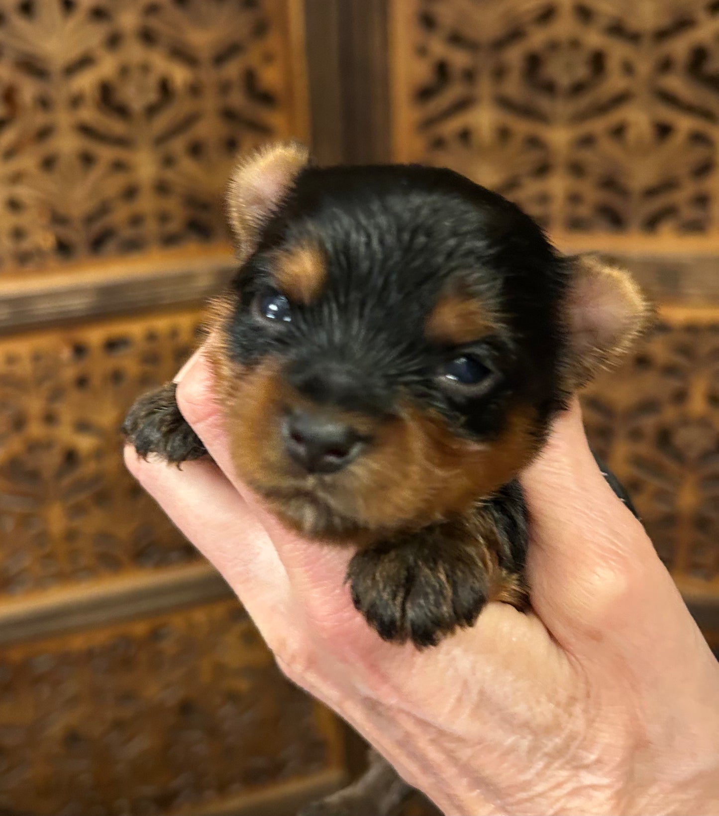 Timmy - Available