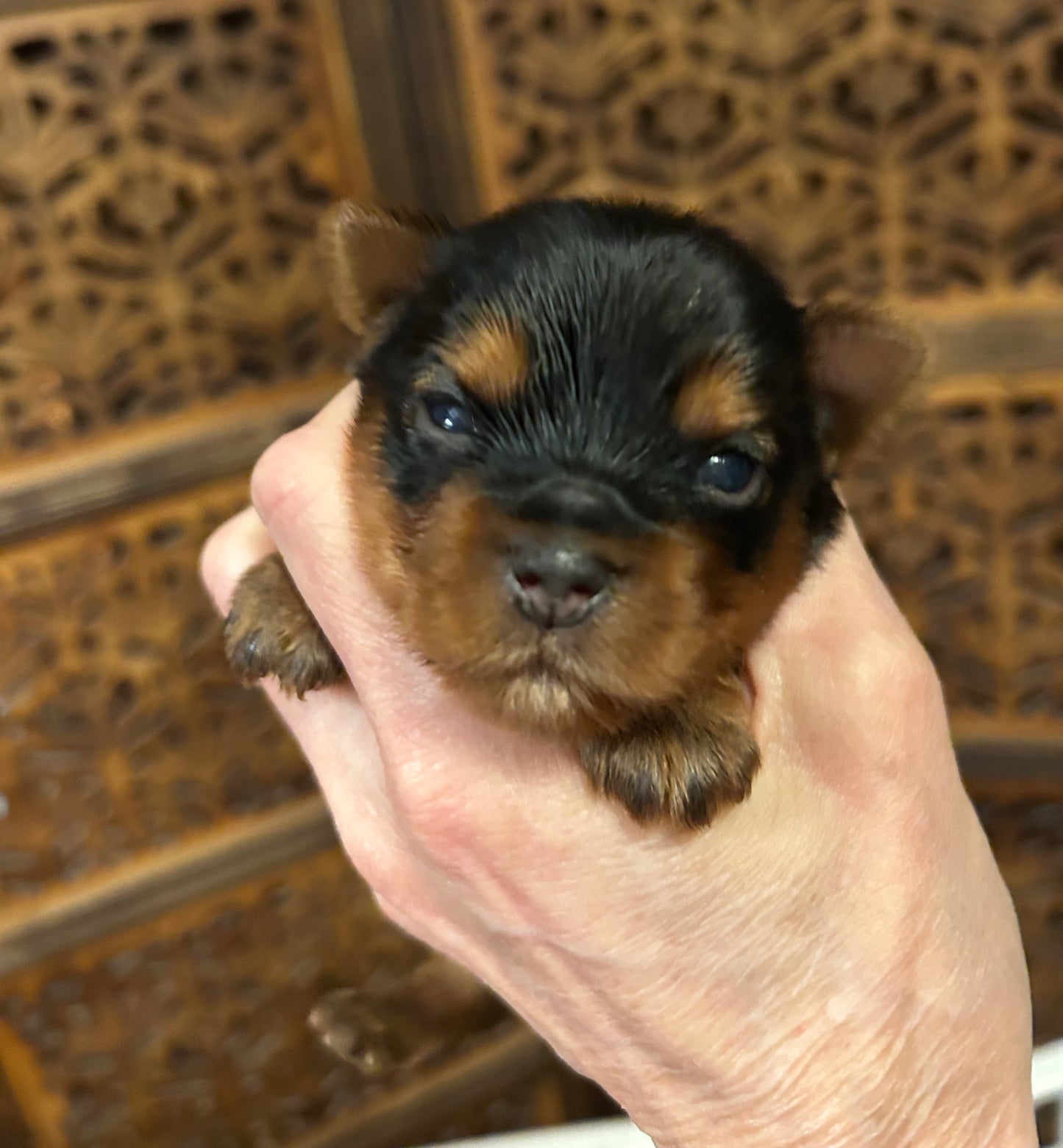 Jeffrey - Available