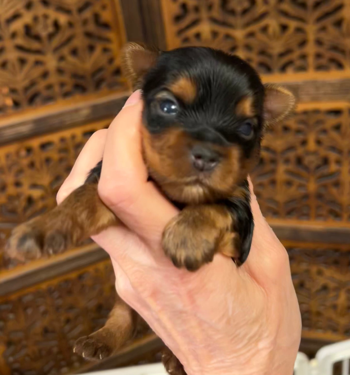 Jeffrey - Available