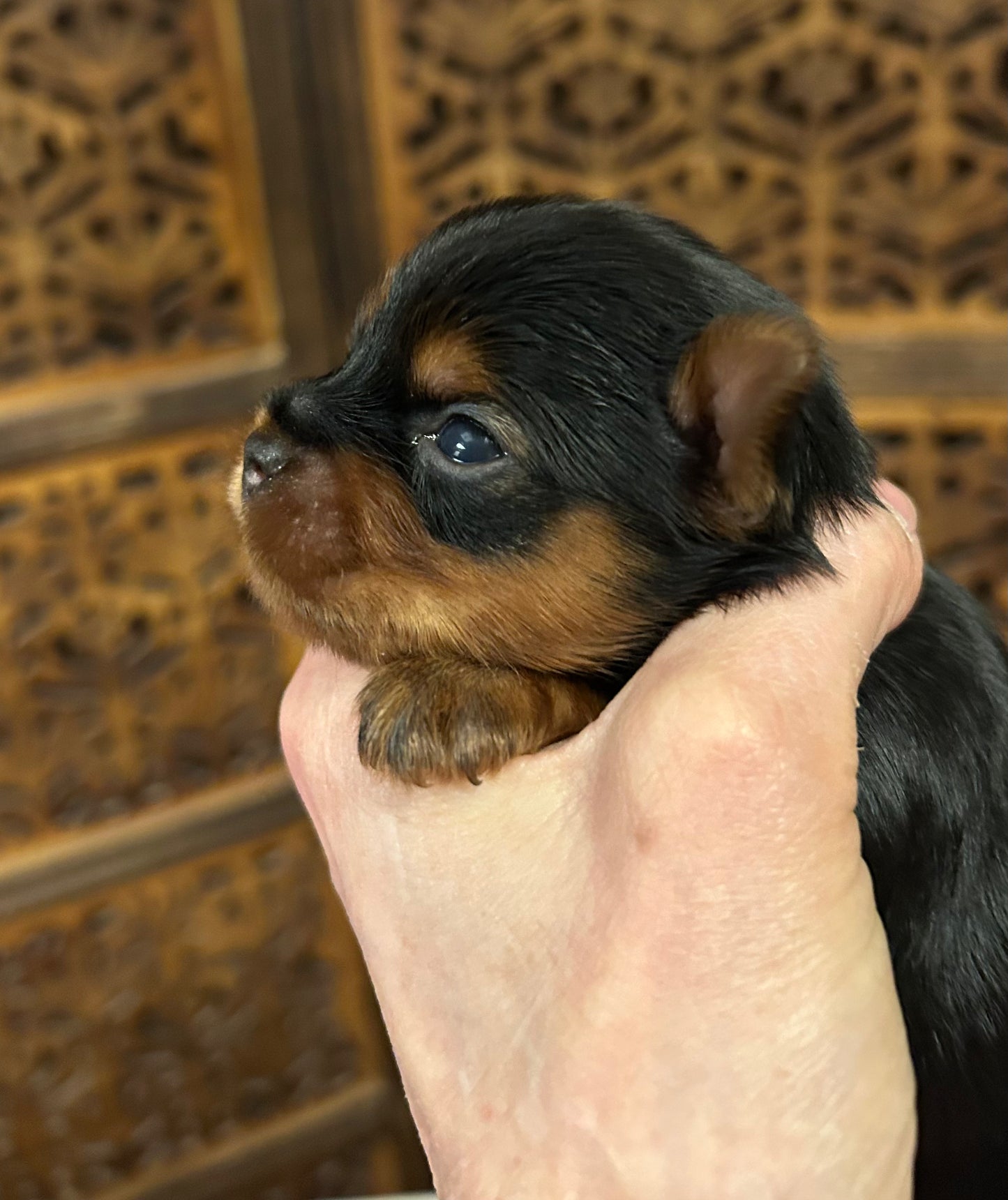 Jeffrey - Available