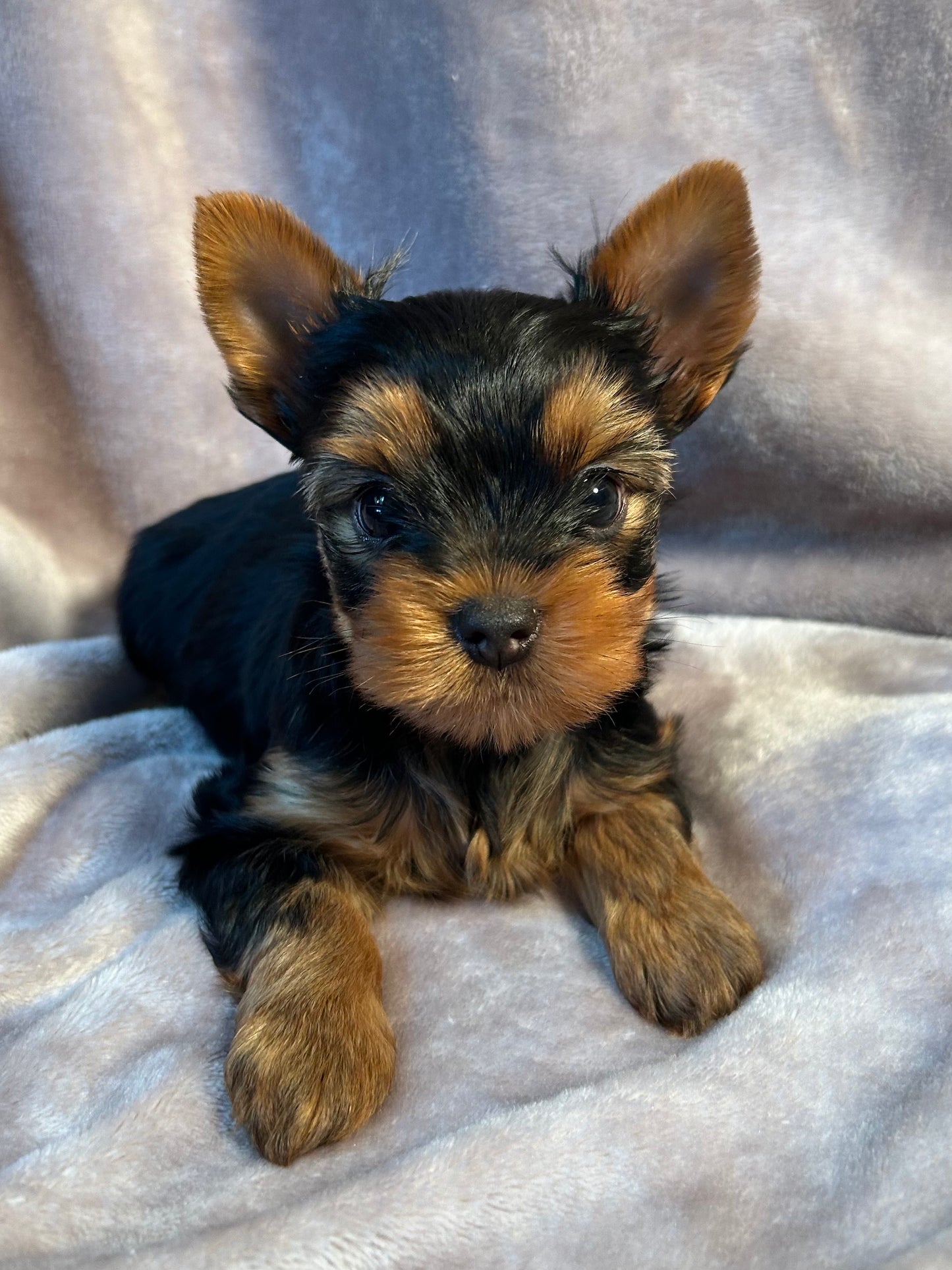 Jeffrey - Available