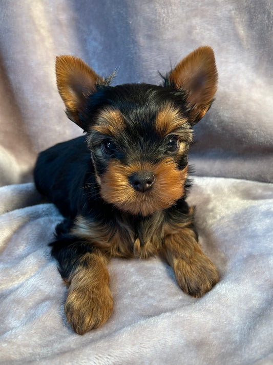 Jeffrey - Available