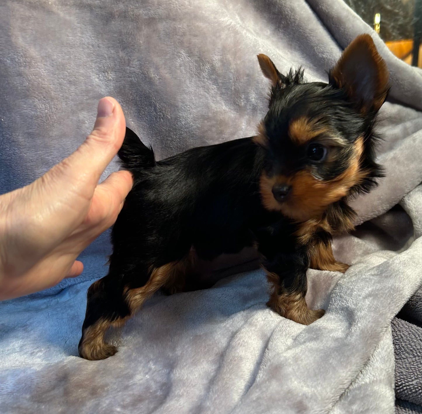 Jeffrey - Available