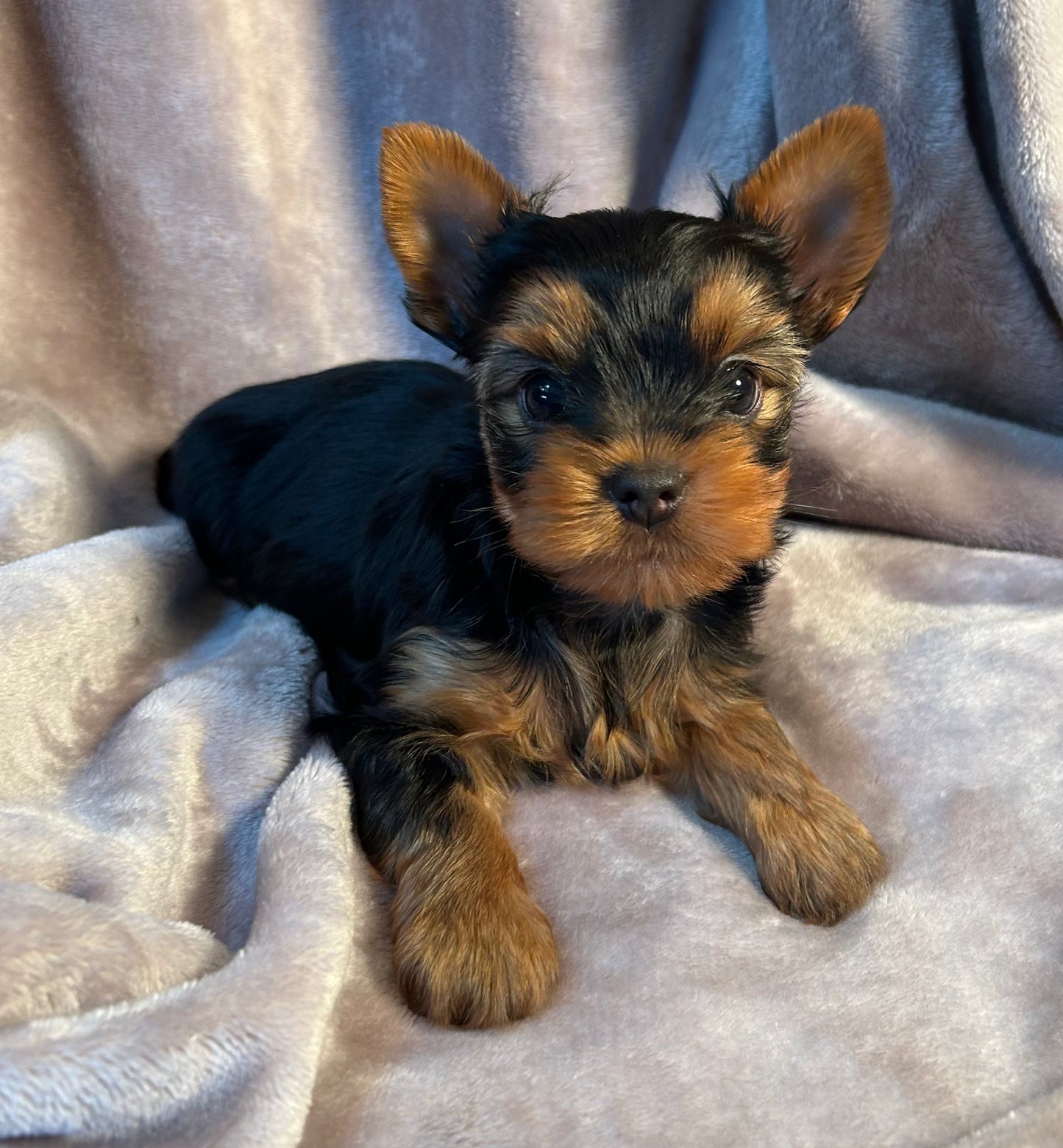 Jeffrey - Available