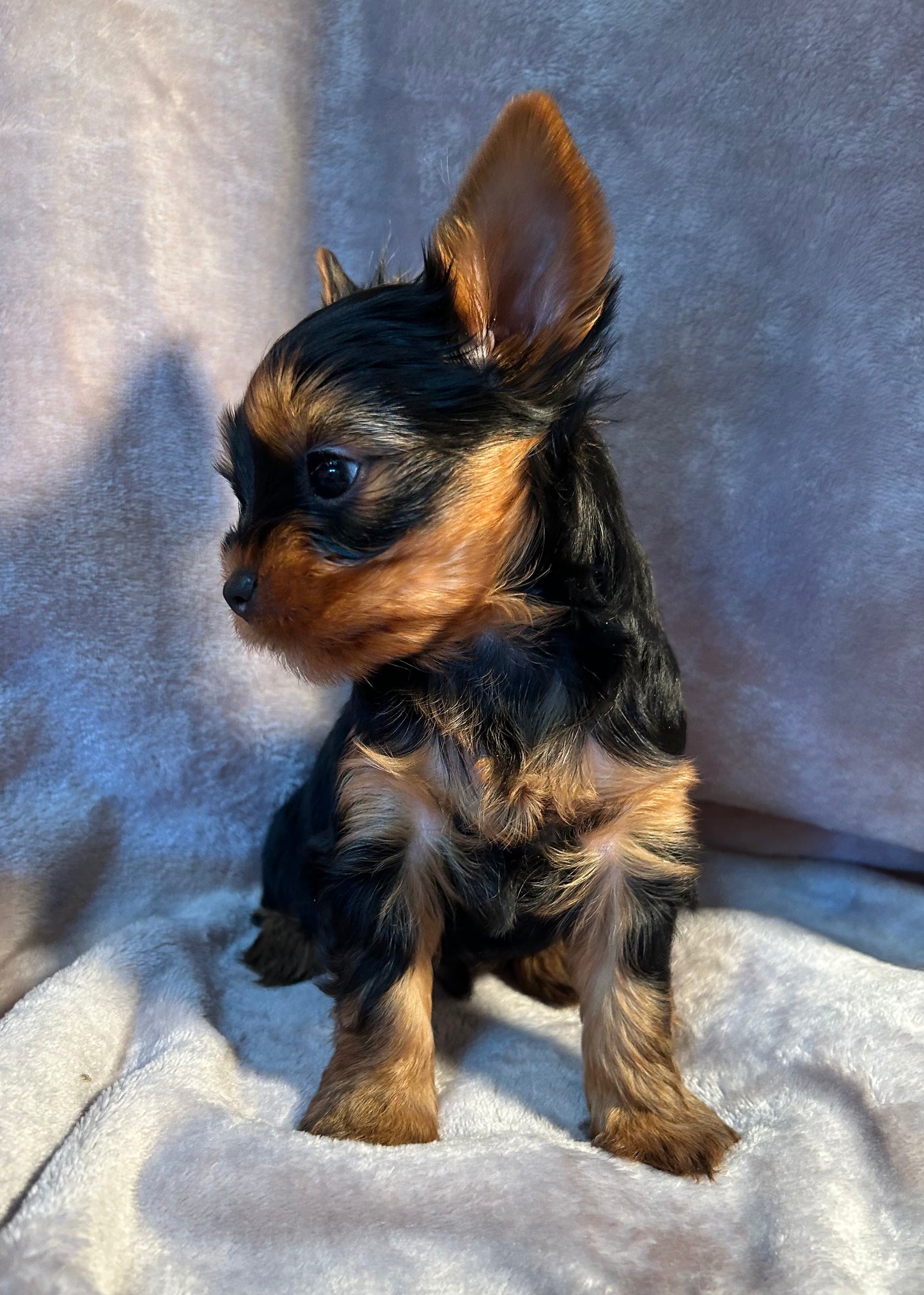 Jeffrey - Available