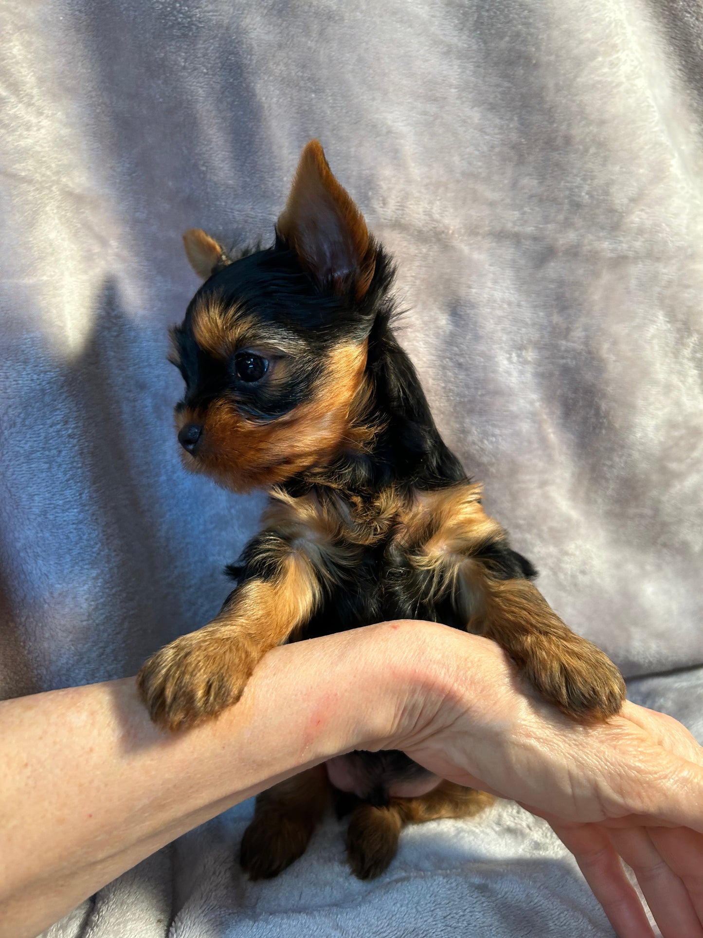 Jeffrey - Available