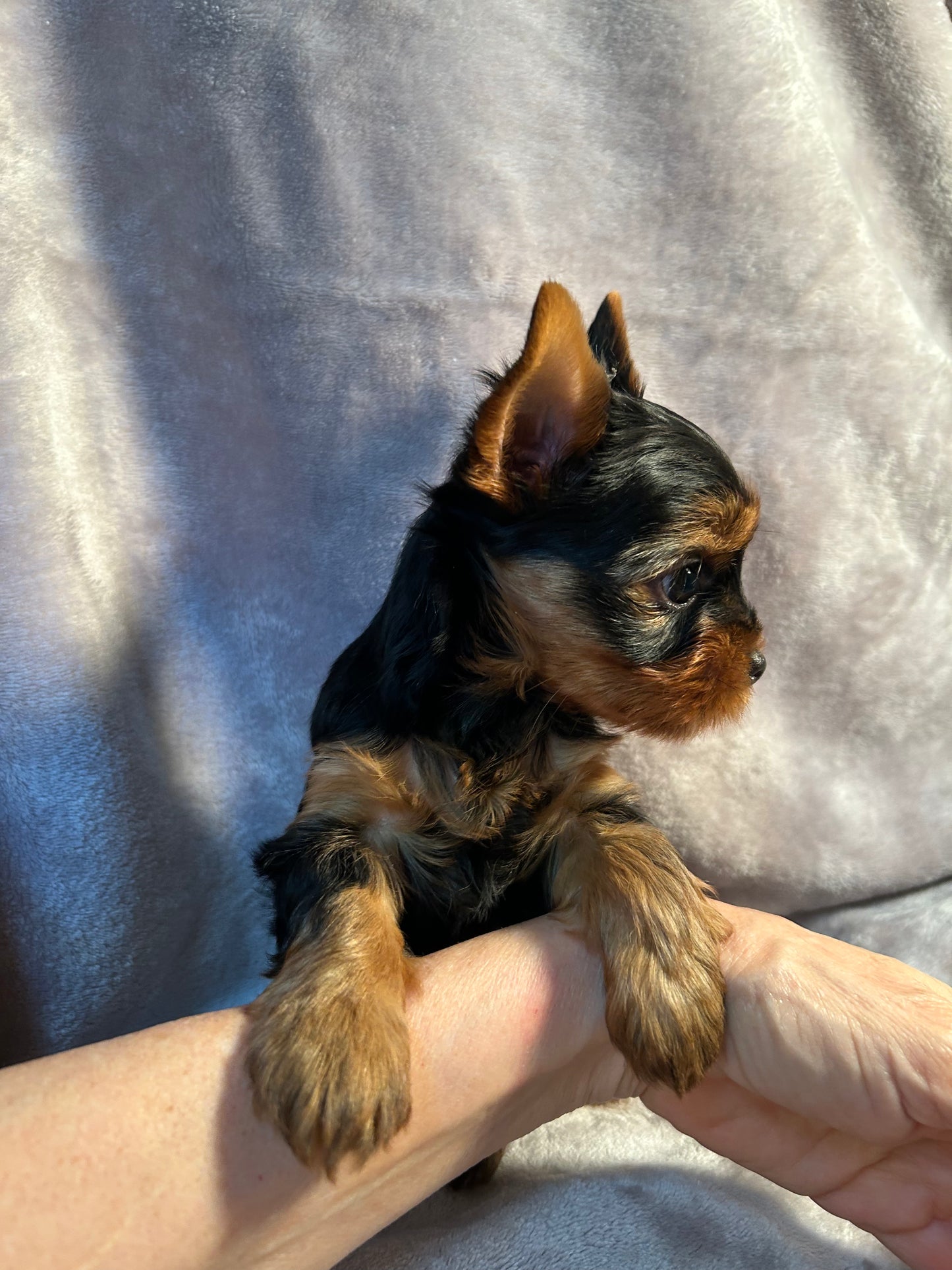 Jeffrey - Available