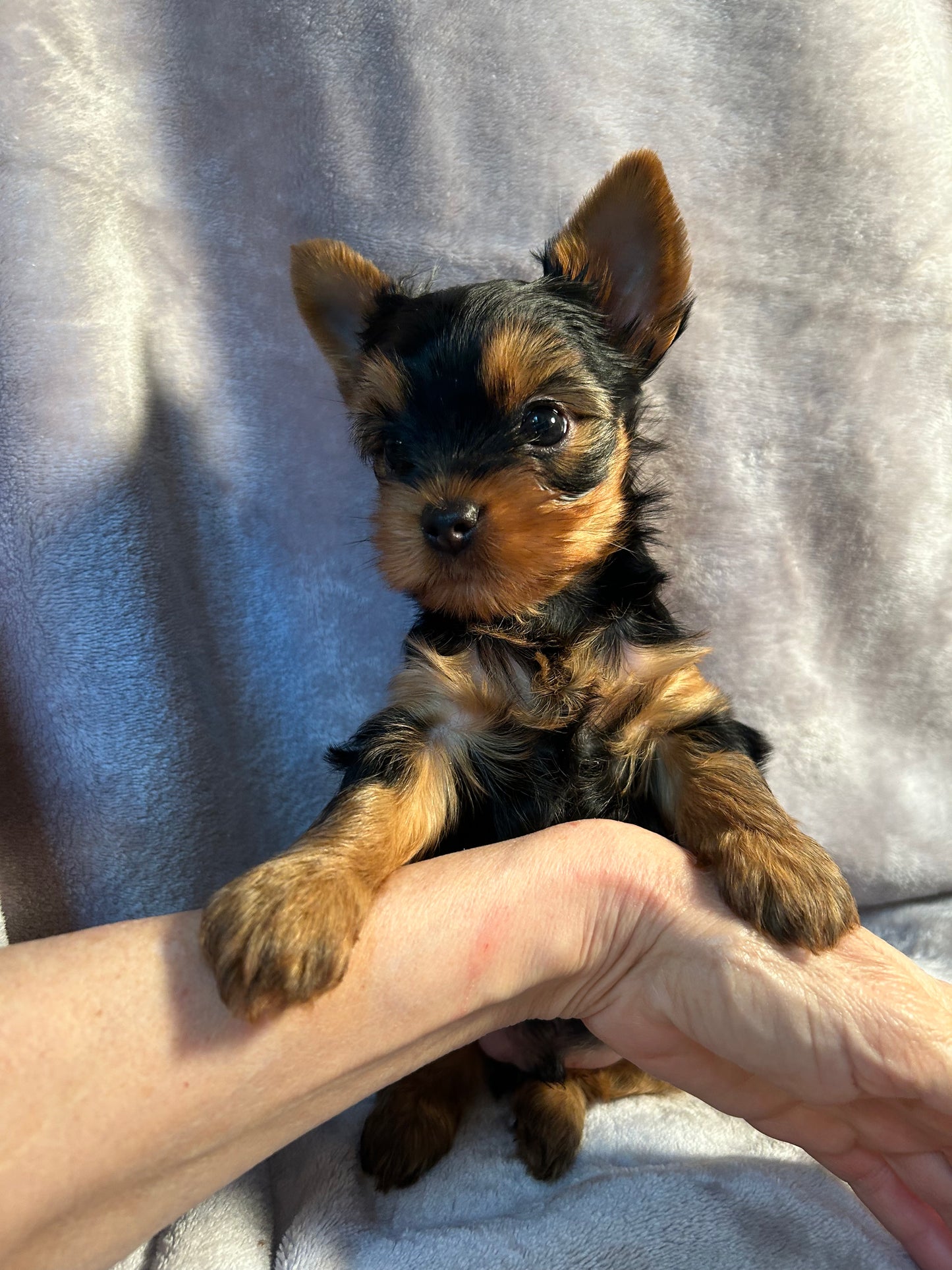 Jeffrey - Available