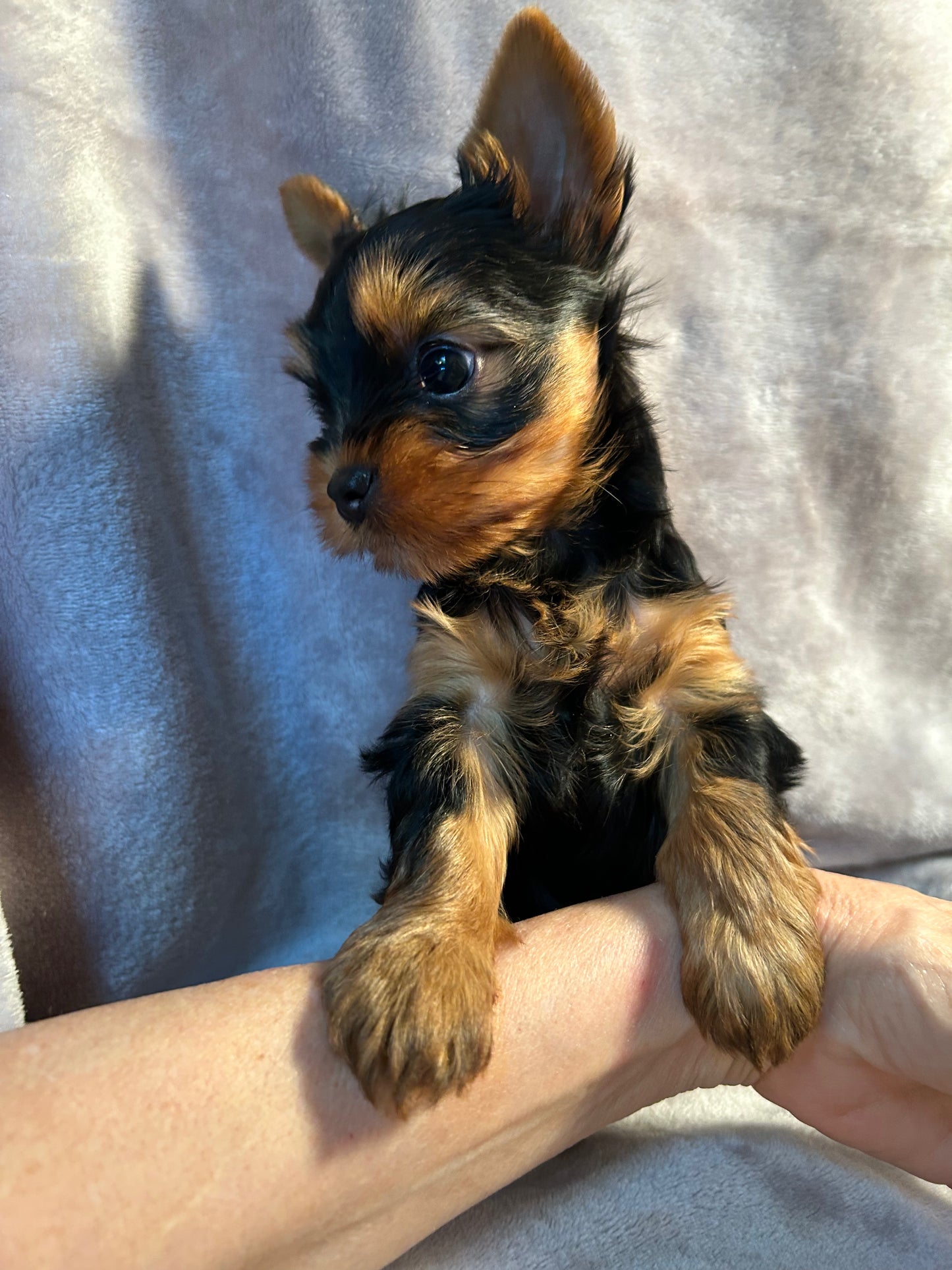 Jeffrey - Available
