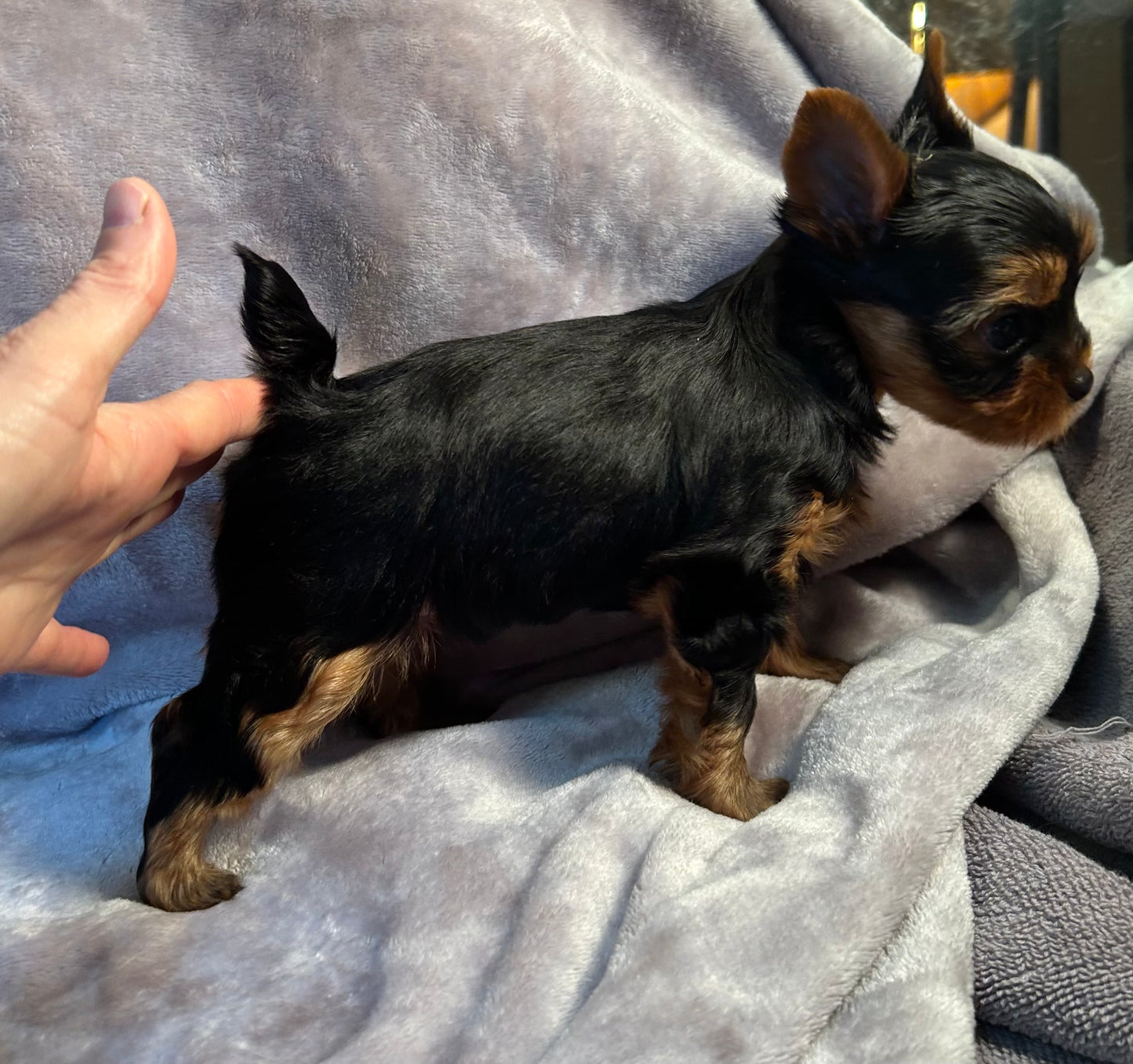 Jeffrey - Available