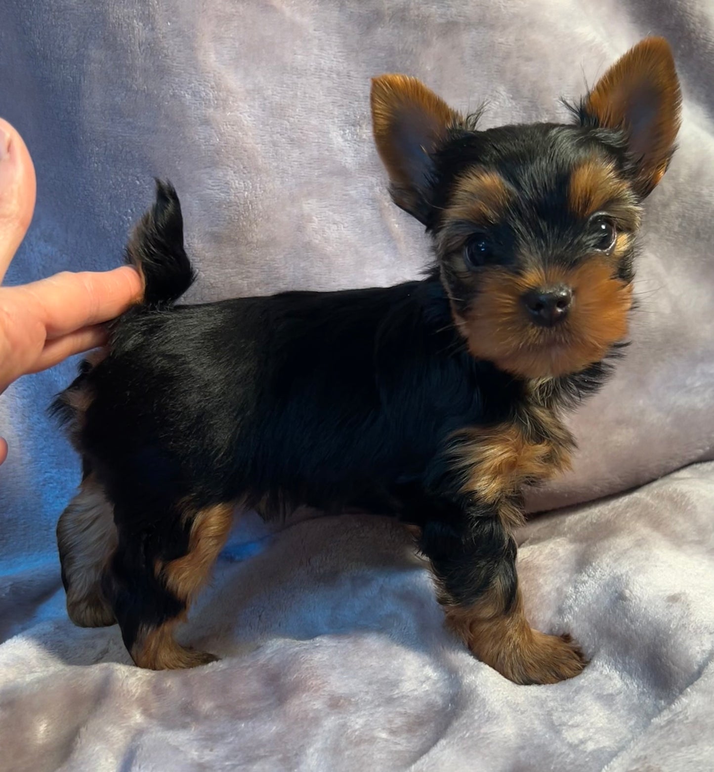Jeffrey - Available