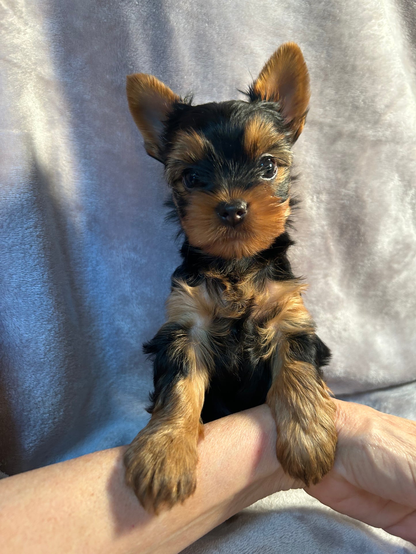 Jeffrey - Available