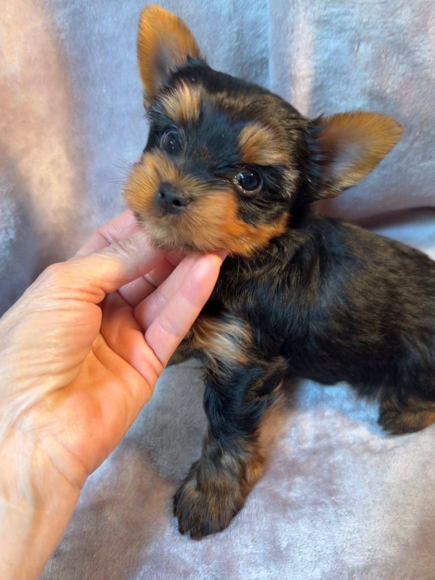Timmy - Available